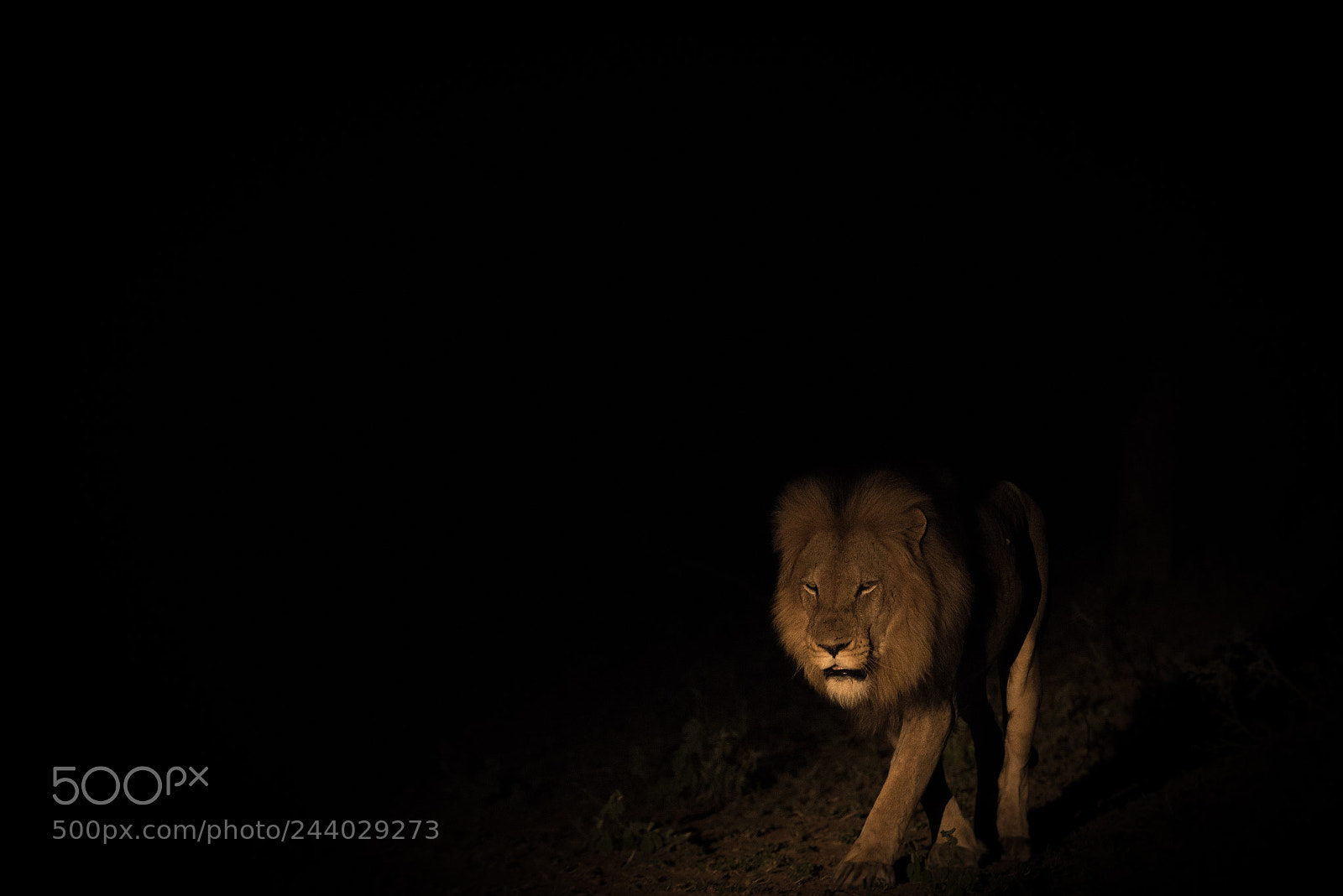 Nikon D810 sample photo. Africa do sul-126.jpg photography