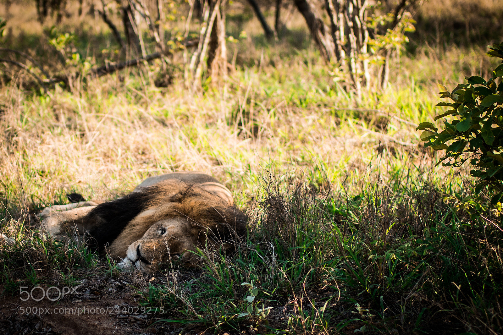 Nikon D810 sample photo. Africa do sul-151.jpg photography