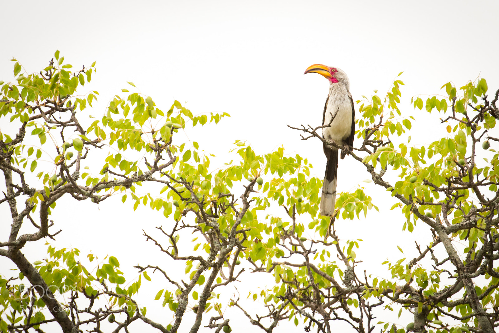 Nikon D810 sample photo. Africa do sul-61.jpg photography