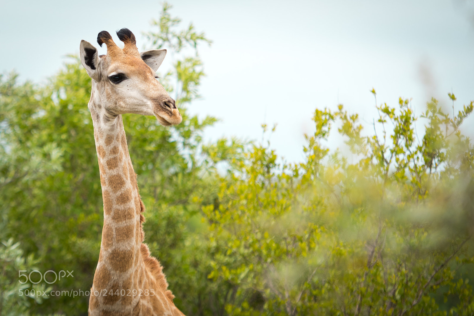 Nikon D810 sample photo. Africa do sul-58.jpg photography