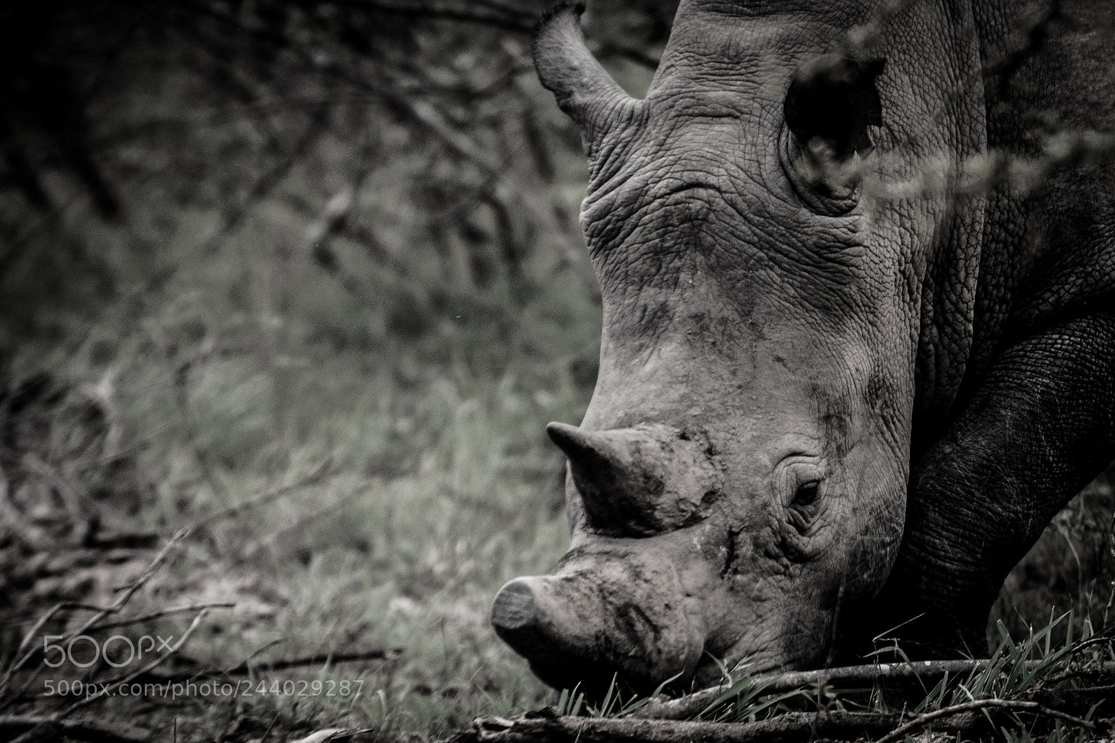 Nikon D810 sample photo. Africa do sul-28.jpg photography