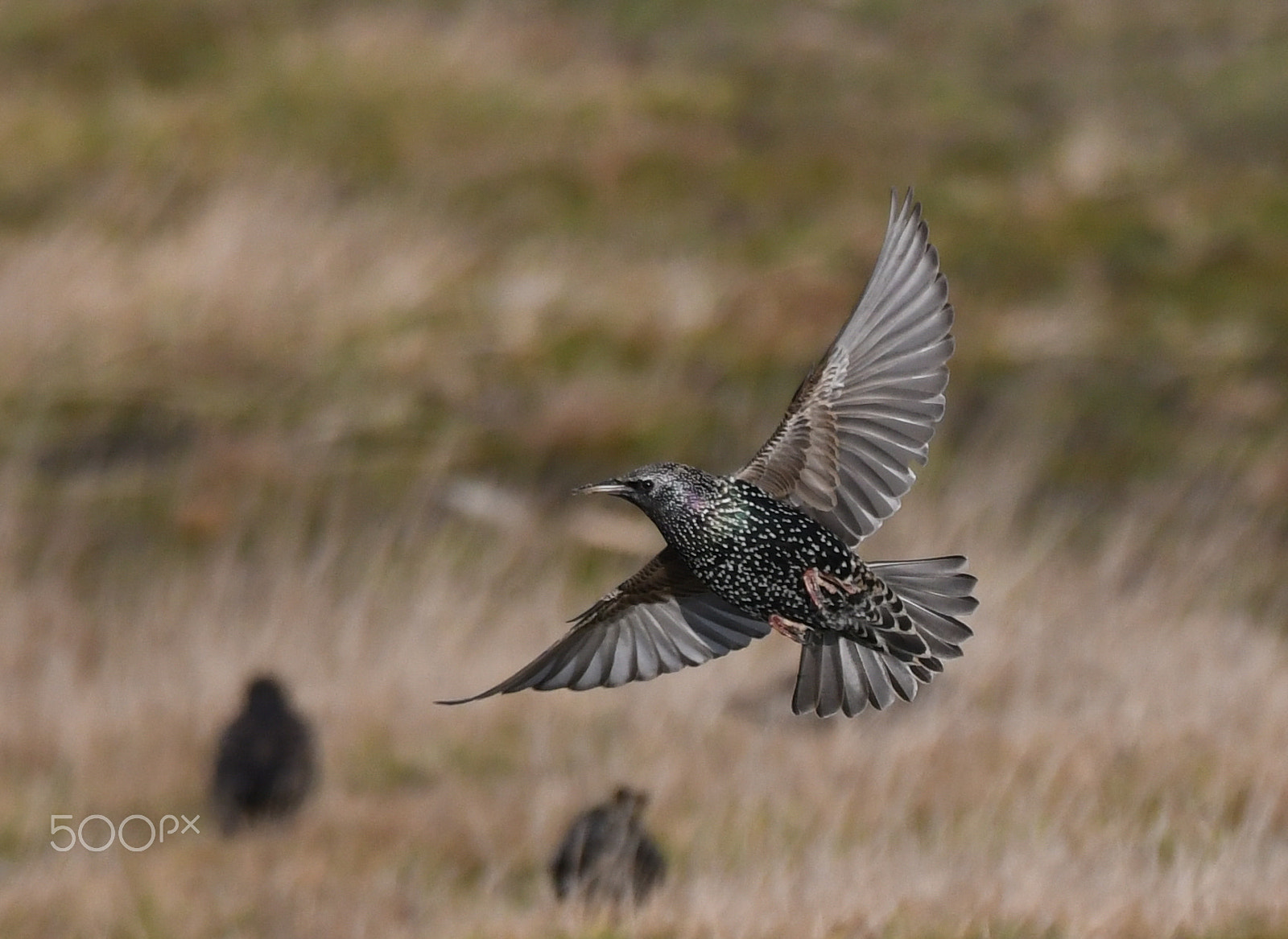 Sigma 150-600mm F5-6.3 DG OS HSM | S sample photo. Common starling (sturnus vulgaris). photography