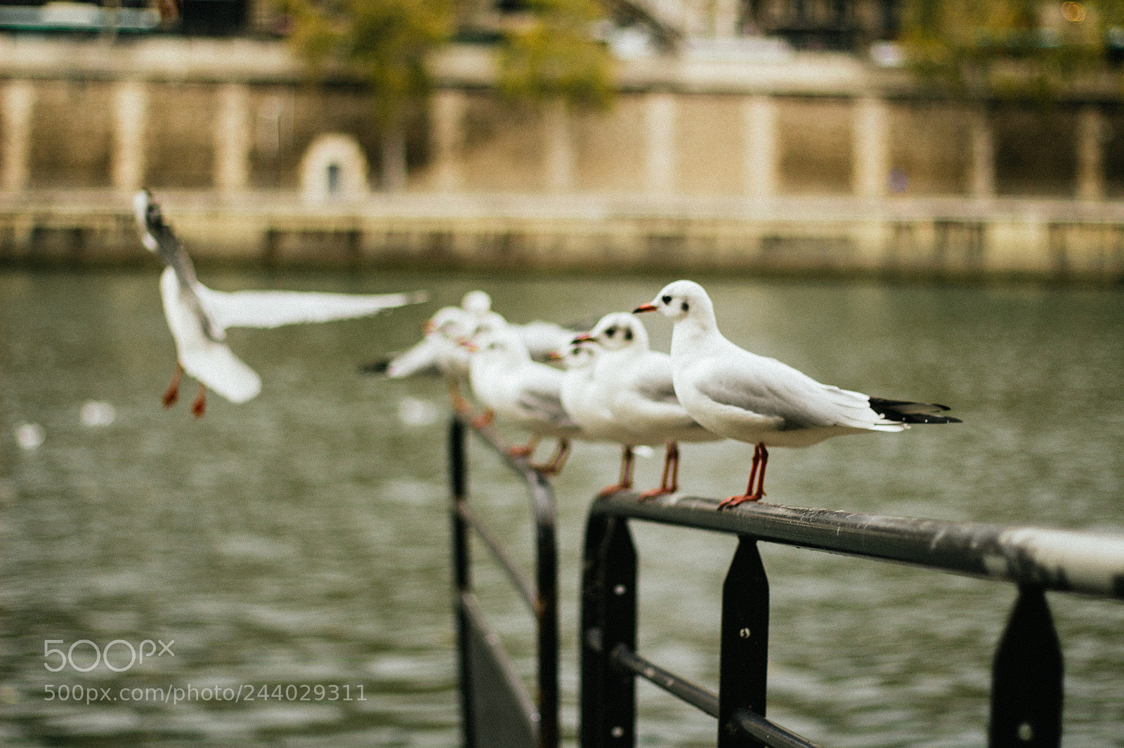 Canon EOS 650D (EOS Rebel T4i / EOS Kiss X6i) sample photo. Seagulls of paris photography