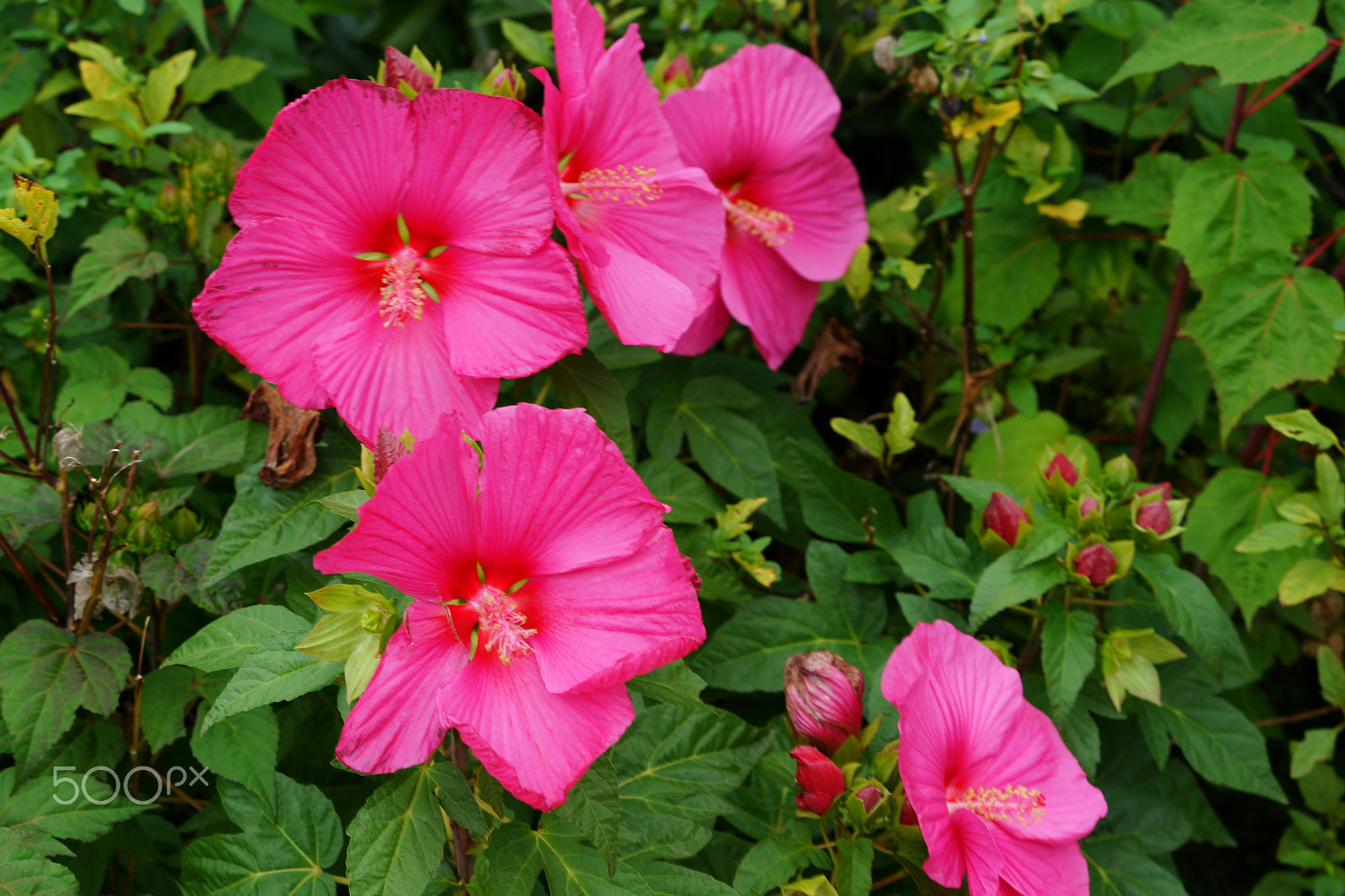 Sony a99 II + Sony 70-400mm F4-5.6 G SSM II sample photo. Nature, flowers and plants in the zoo photography