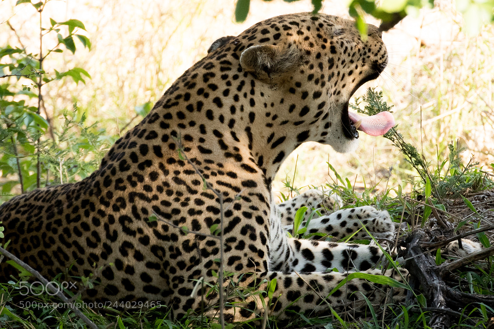 Nikon D810 sample photo. Africa do sul-96.jpg photography