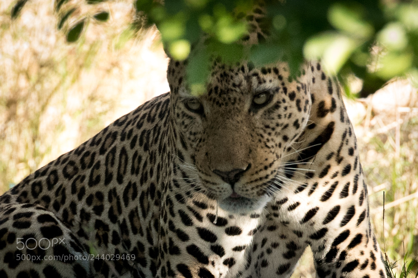 Nikon D810 sample photo. Africa do sul-98.jpg photography
