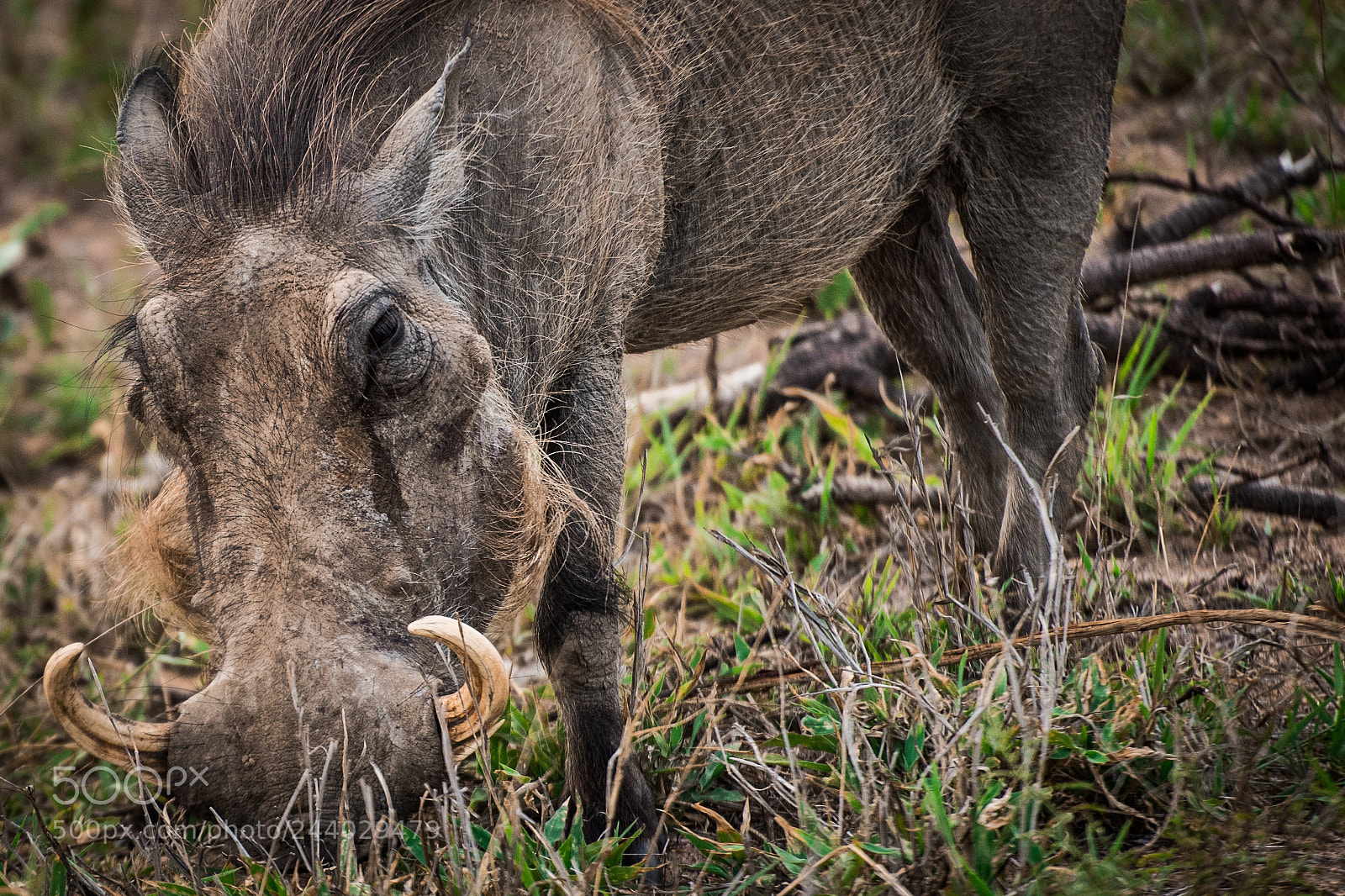 Nikon D810 sample photo. Africa do sul-24.jpg photography