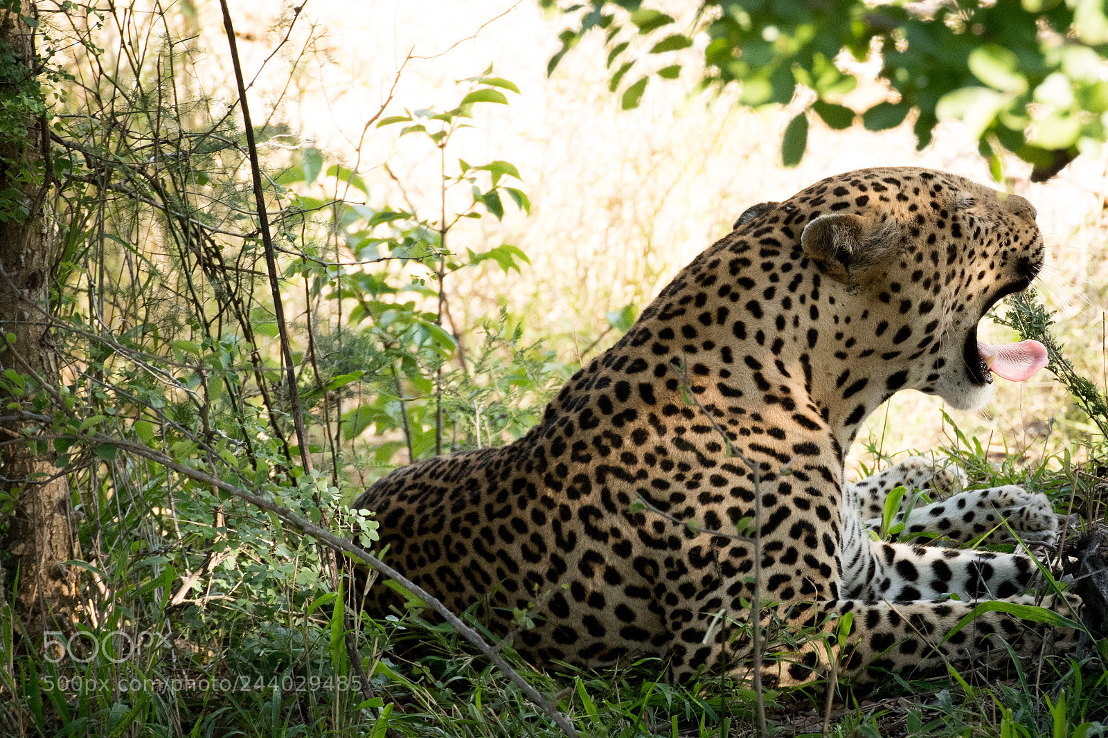 Nikon D810 sample photo. Africa do sul-95.jpg photography