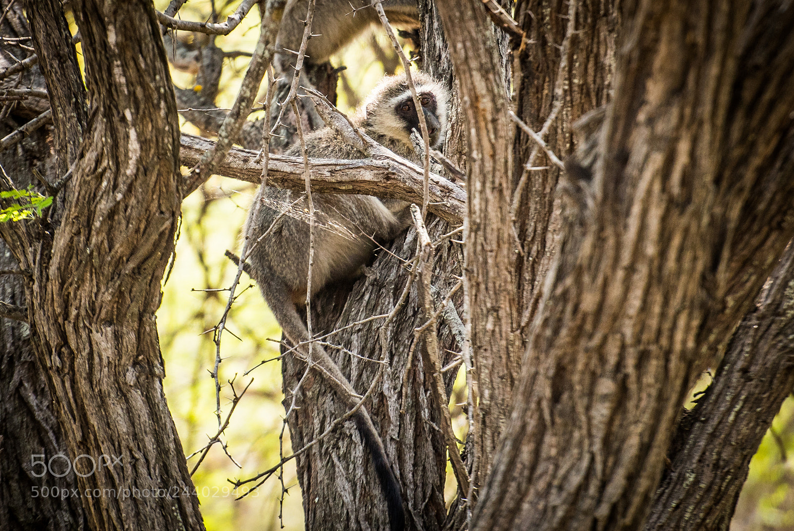 Nikon D810 sample photo. Africa do sul-168.jpg photography