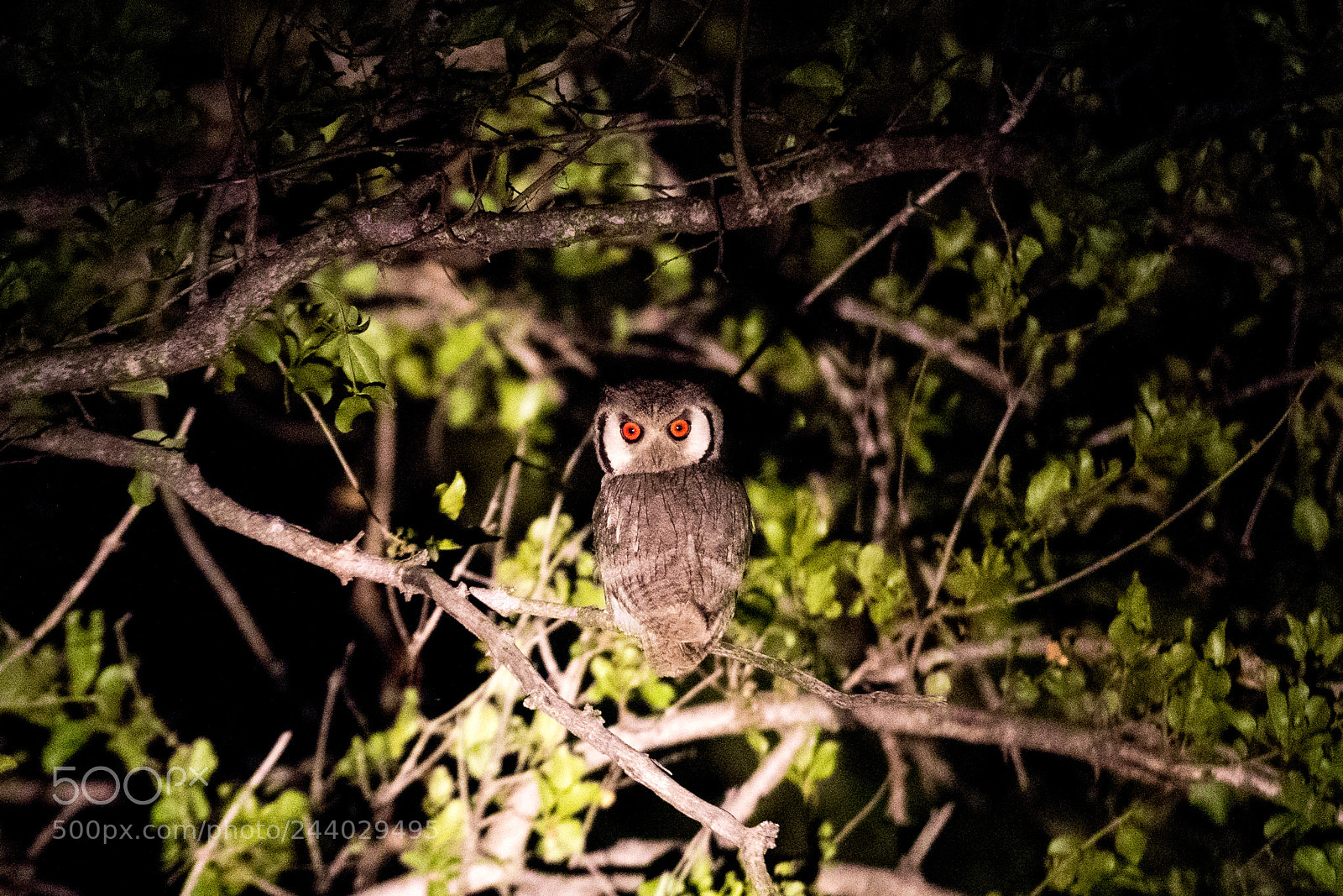 Nikon D810 sample photo. Africa do sul-51.jpg photography