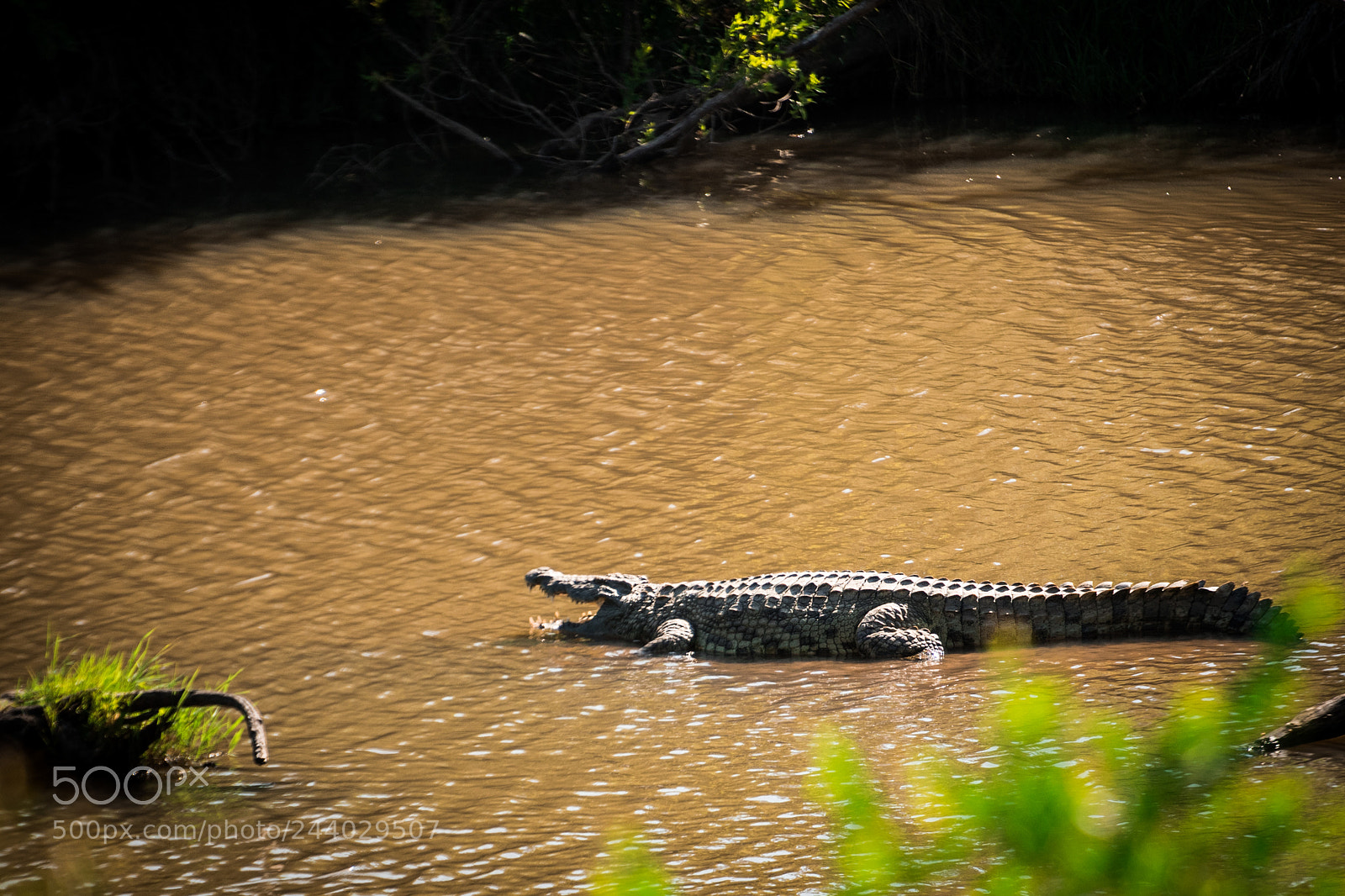 Nikon D810 sample photo. Africa do sul-163.jpg photography