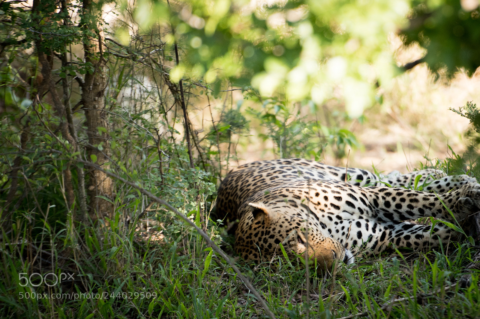Nikon D810 sample photo. Africa do sul-94.jpg photography