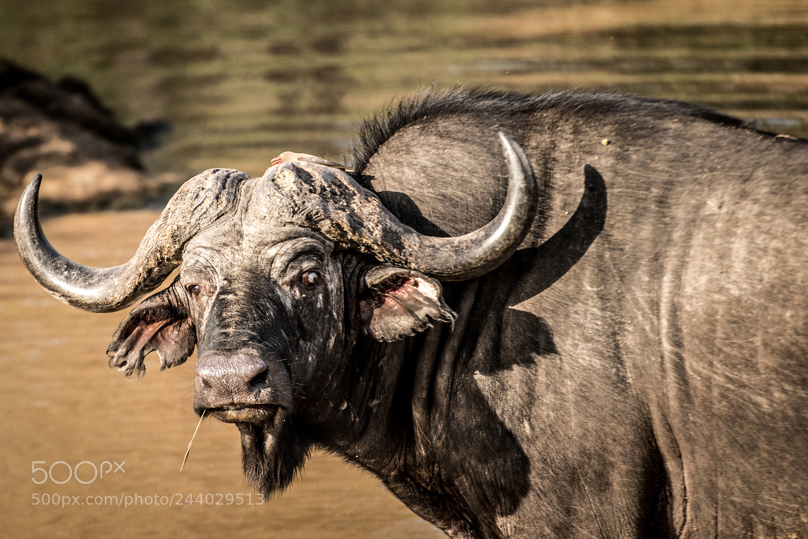 Nikon D810 sample photo. Africa do sul-112.jpg photography