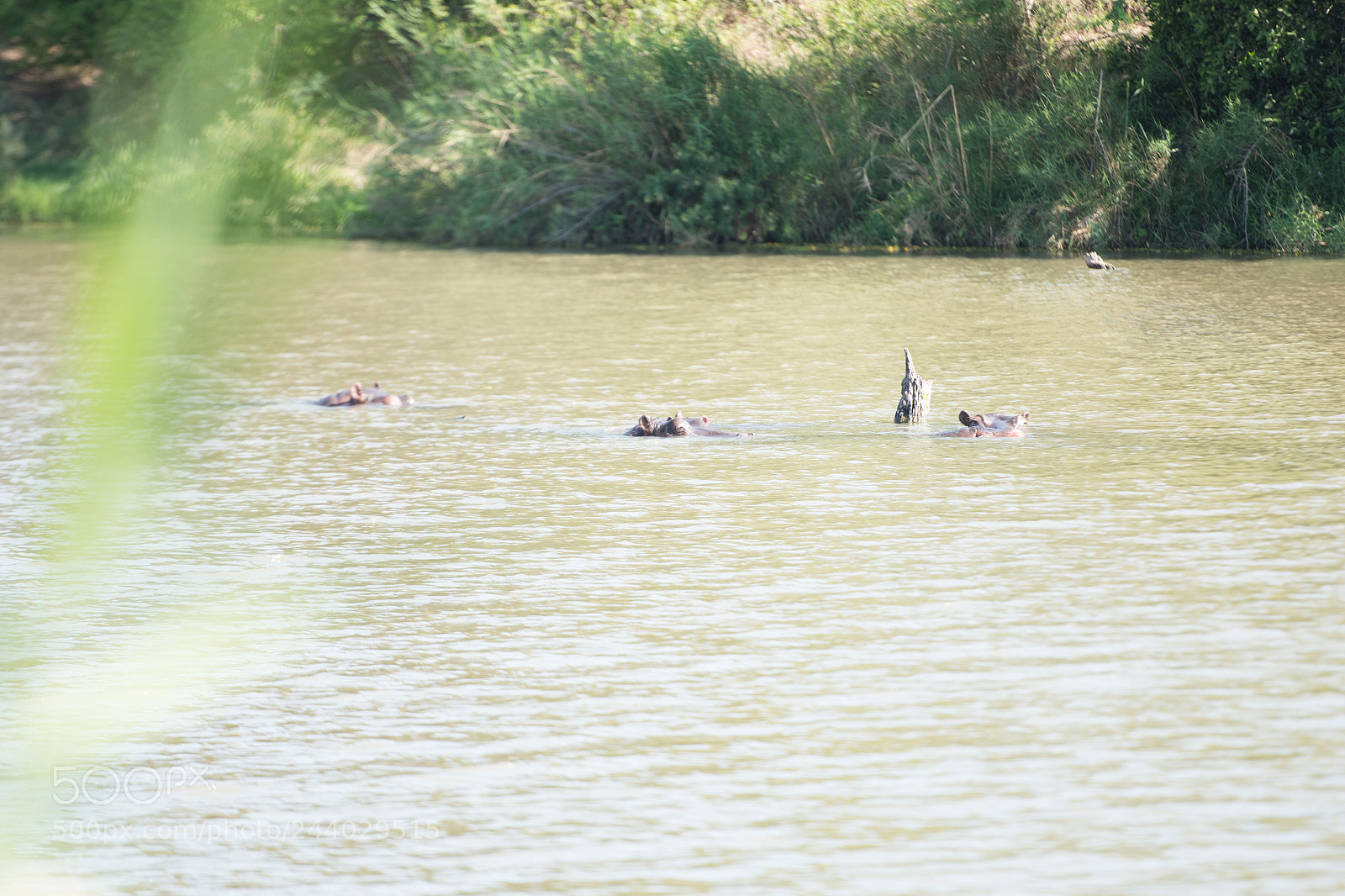 Nikon D810 sample photo. Africa do sul-166.jpg photography