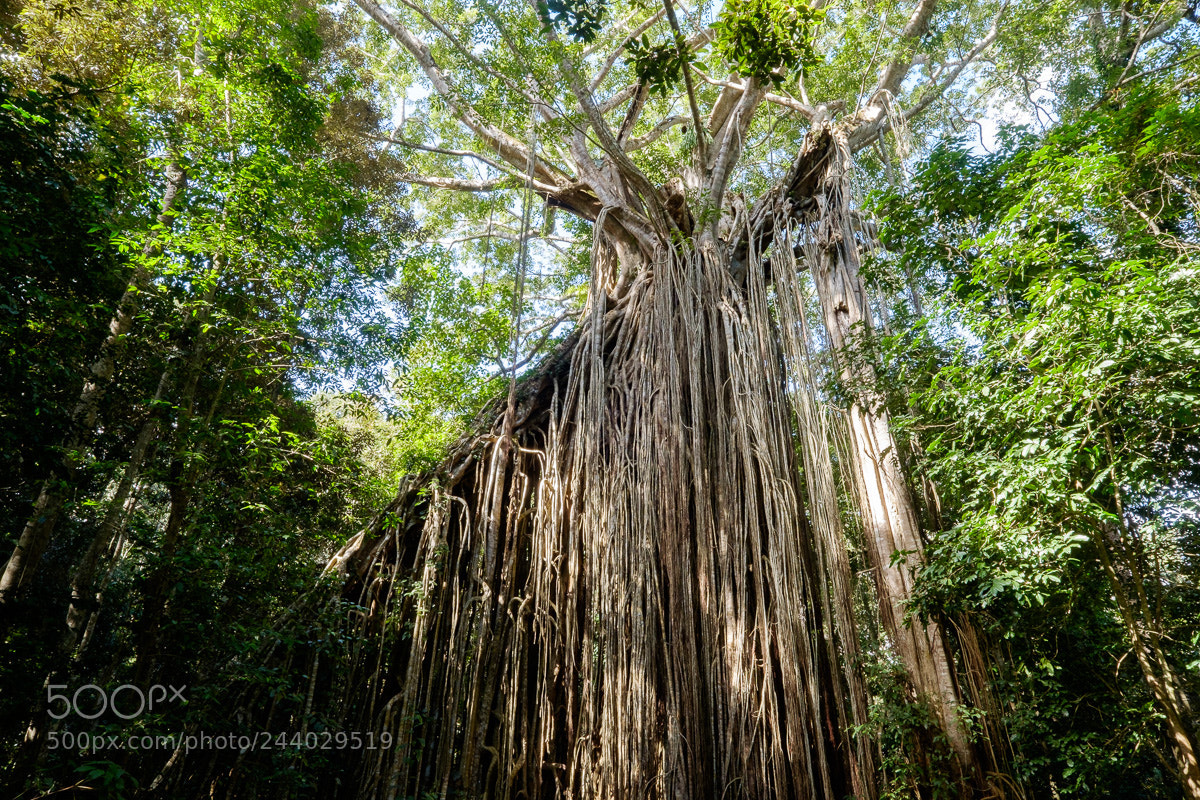 Fujifilm X-E2 sample photo. Curtain fig tree photography