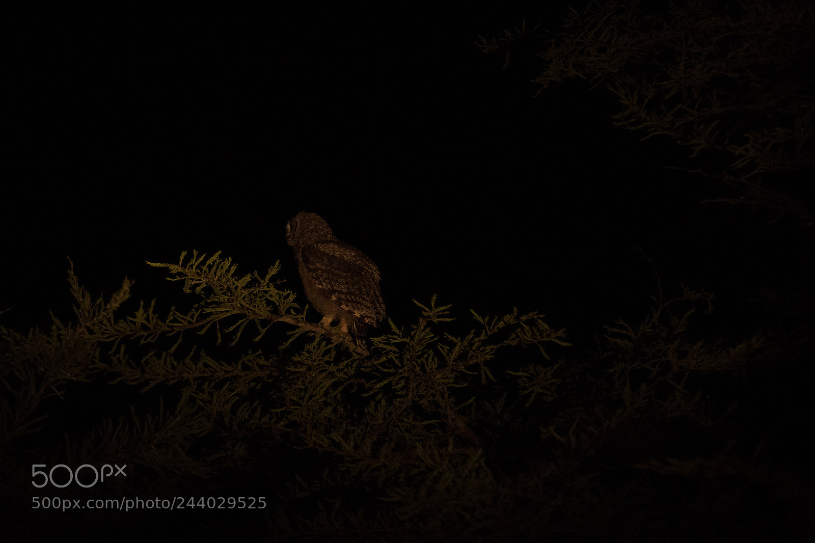 Nikon D810 sample photo. Africa do sul-137.jpg photography