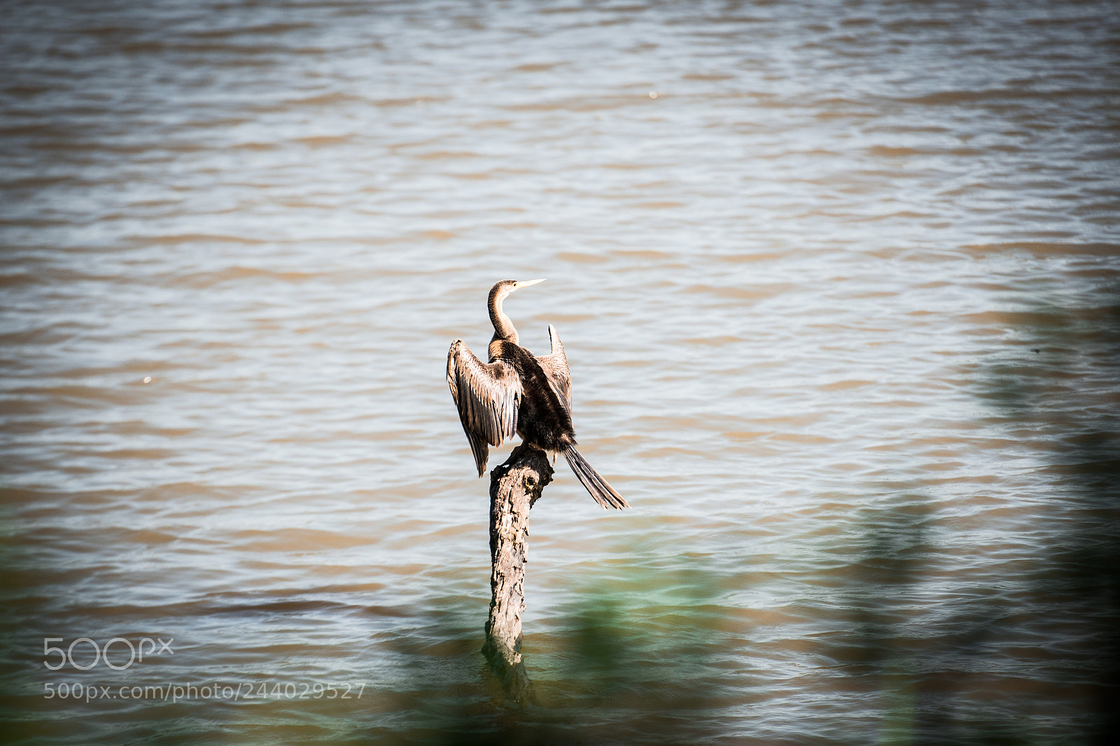 Nikon D810 sample photo. Africa do sul-167.jpg photography