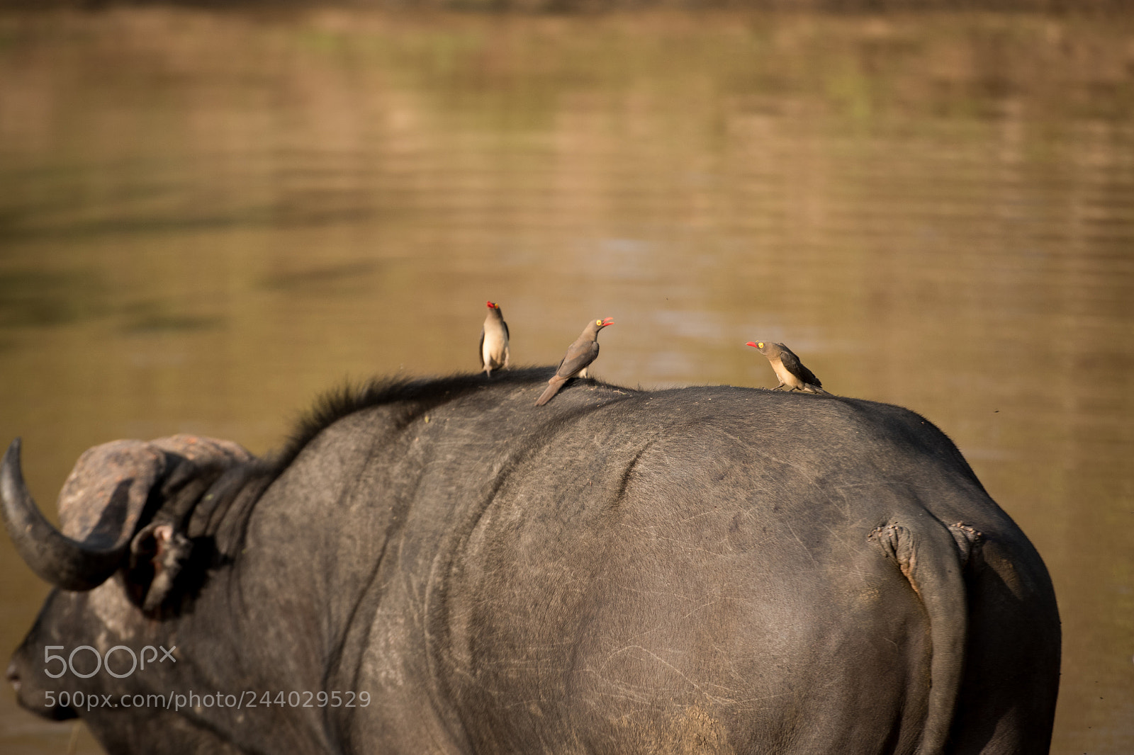 Nikon D810 sample photo. Africa do sul-109.jpg photography