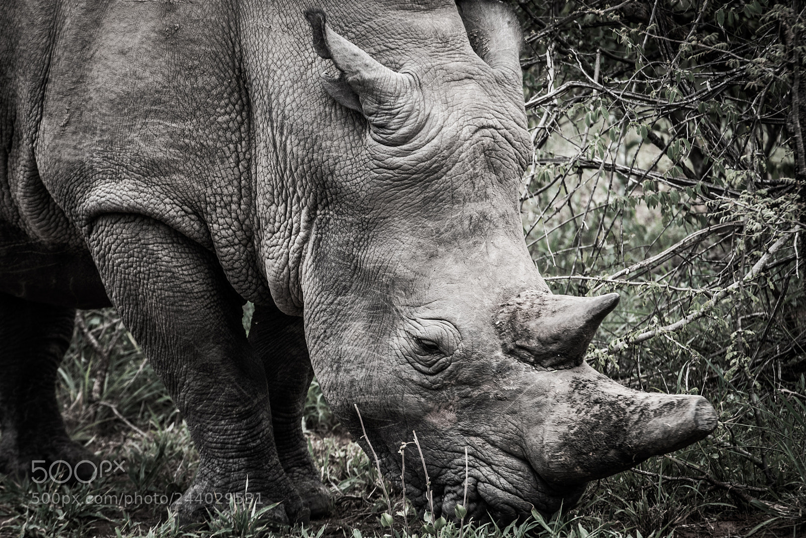 Nikon D810 sample photo. Africa do sul-32.jpg photography