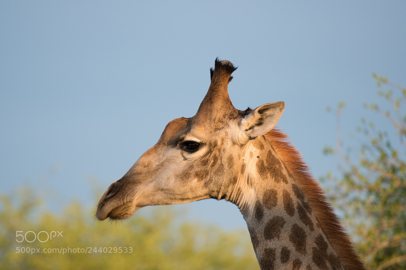 Nikon D810 sample photo. Africa do sul-115.jpg photography