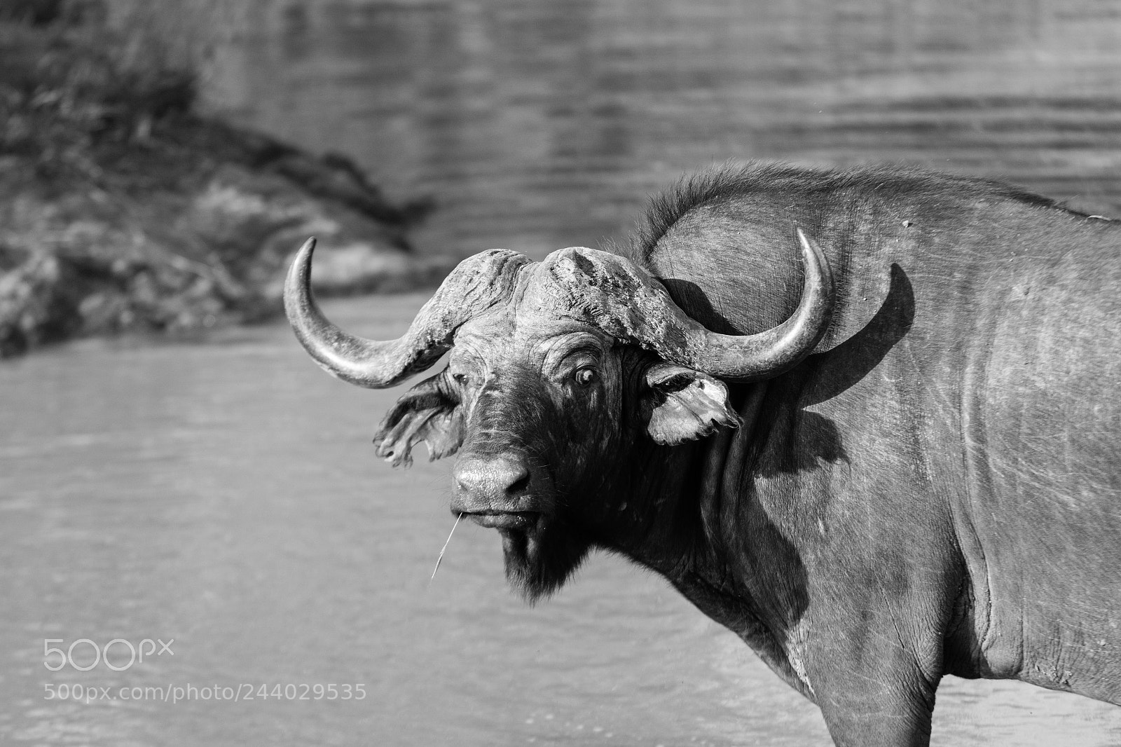 Nikon D810 sample photo. Africa do sul-113.jpg photography