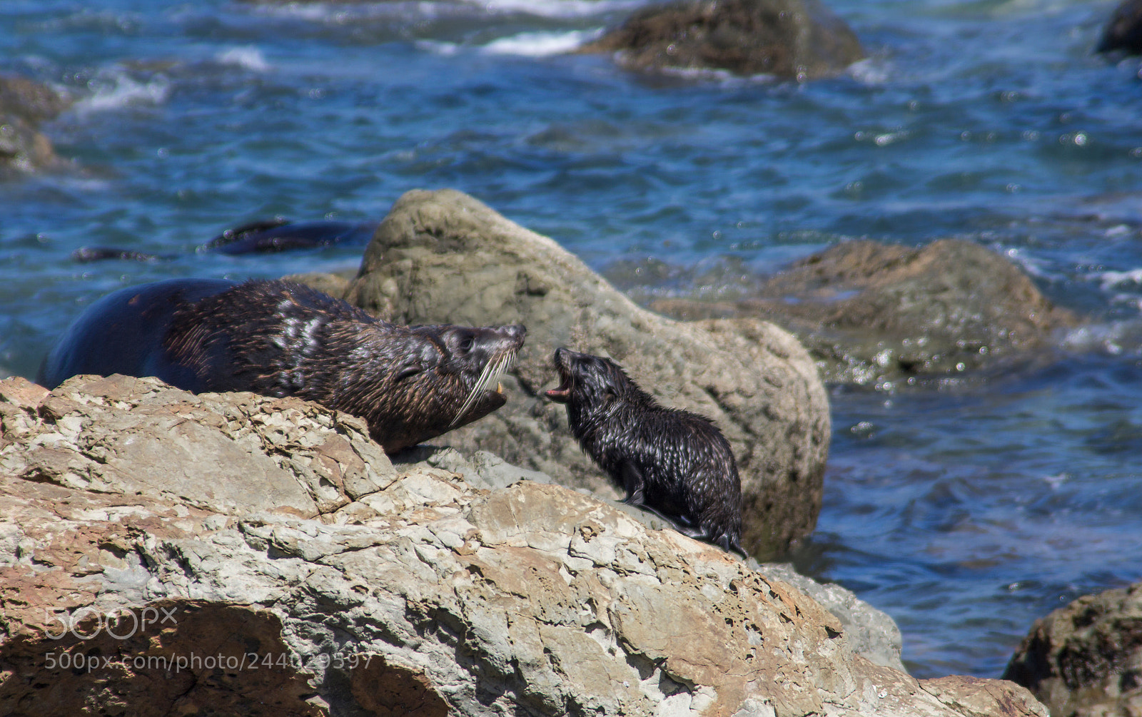 Canon EOS 1200D (EOS Rebel T5 / EOS Kiss X70 / EOS Hi) sample photo. Little seal photography