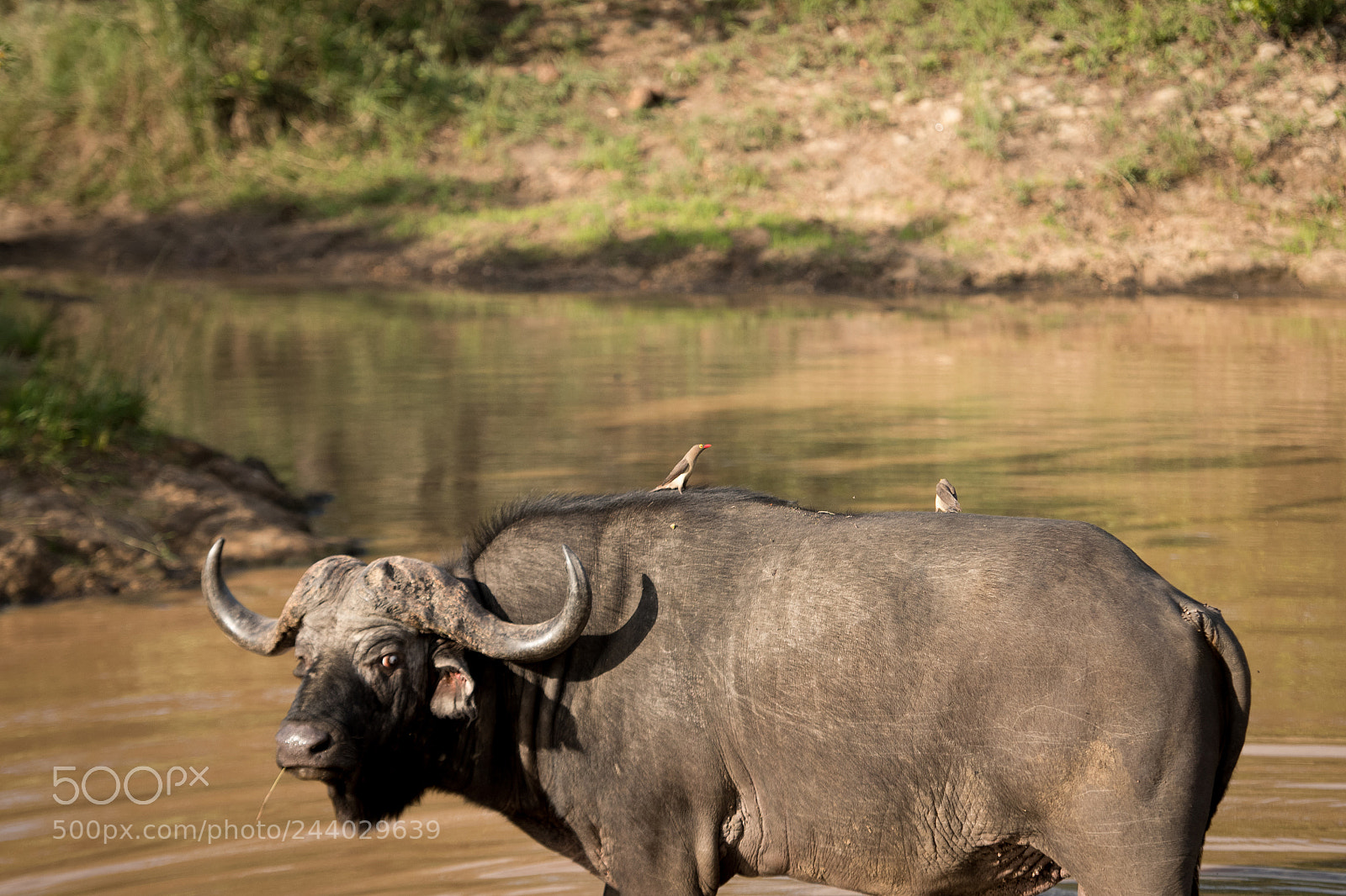 Nikon D810 sample photo. Africa do sul-110.jpg photography