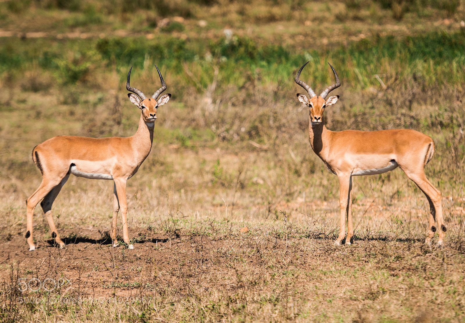 Nikon D810 sample photo. Africa do sul-172.jpg photography