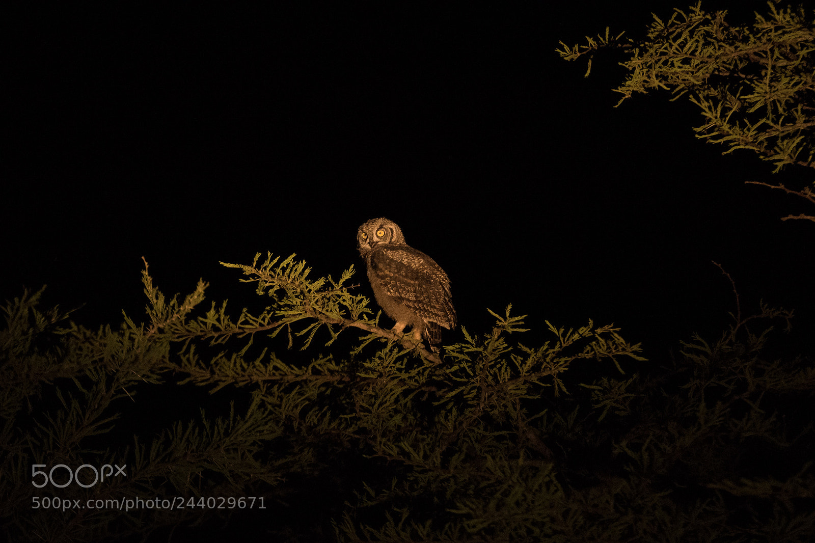 Nikon D810 sample photo. Africa do sul-130.jpg photography