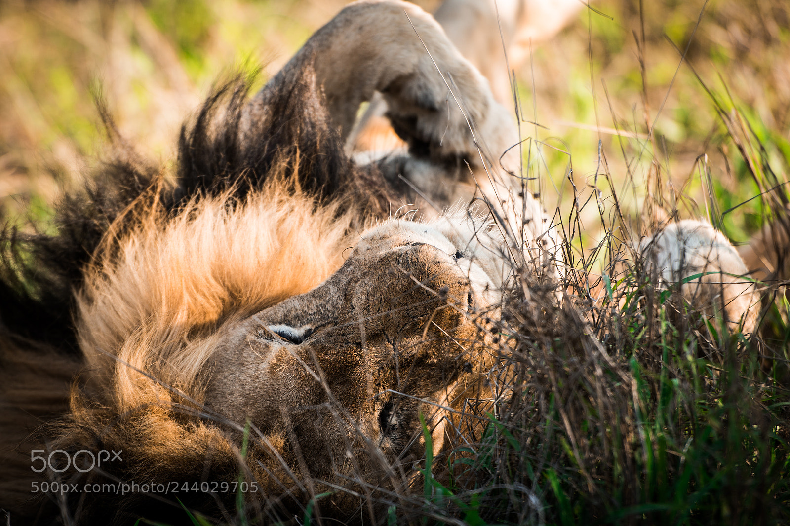 Nikon D810 sample photo. Africa do sul-153.jpg photography