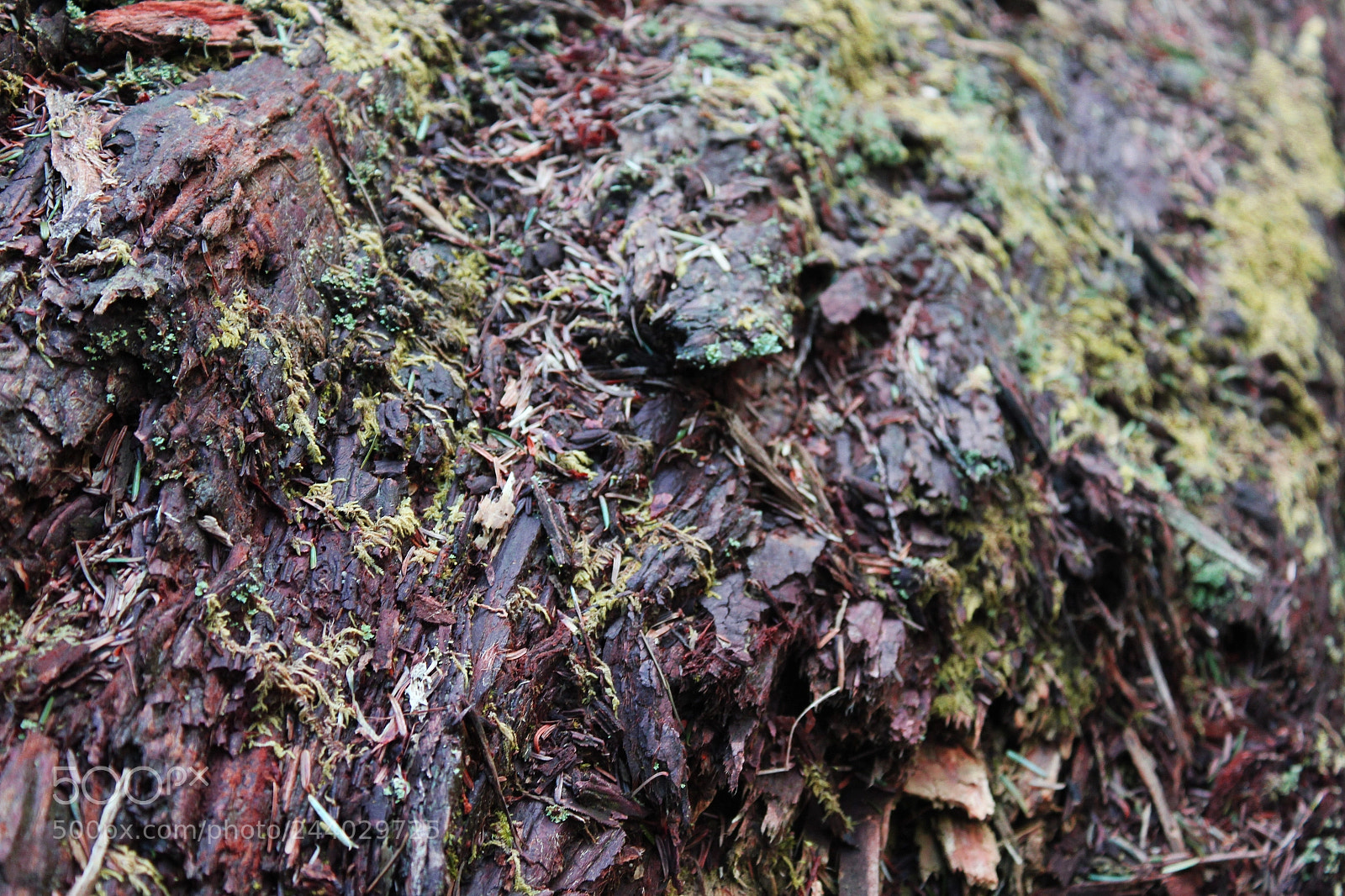 Canon EOS 550D (EOS Rebel T2i / EOS Kiss X4) sample photo. Bark photography
