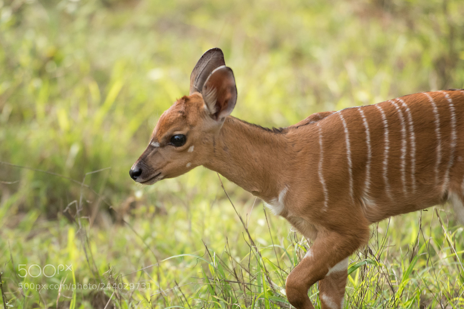 Nikon D810 sample photo. Africa do sul-6.jpg photography