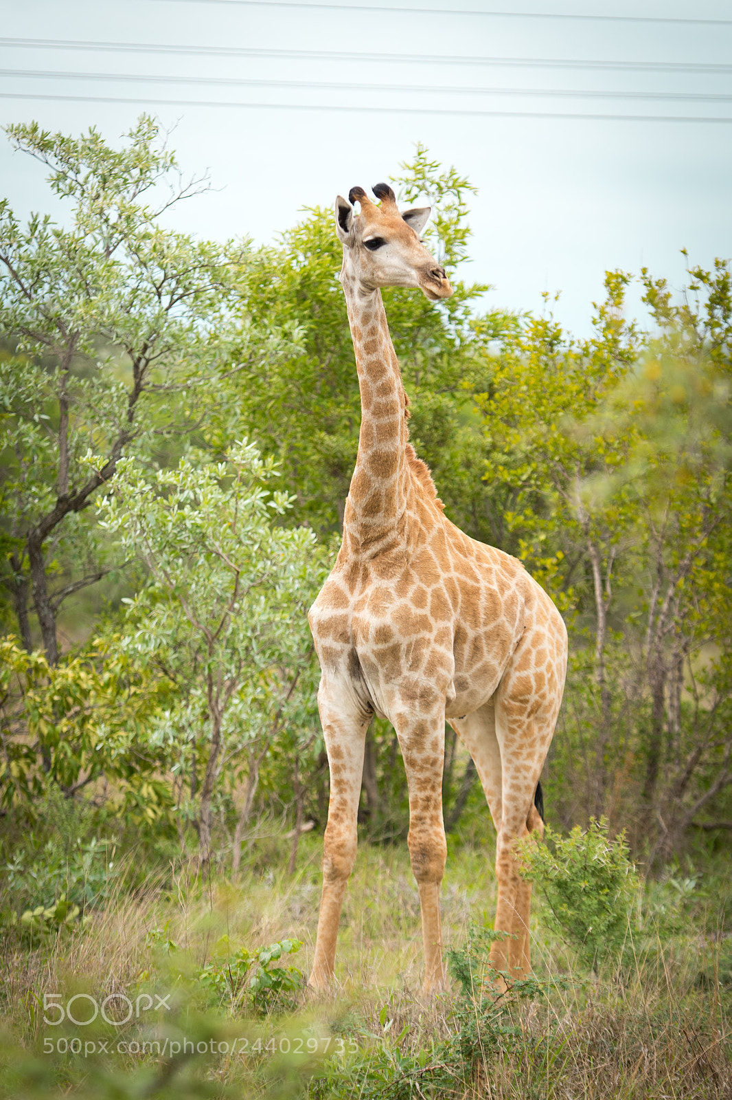 Nikon D810 sample photo. Africa do sul-59.jpg photography