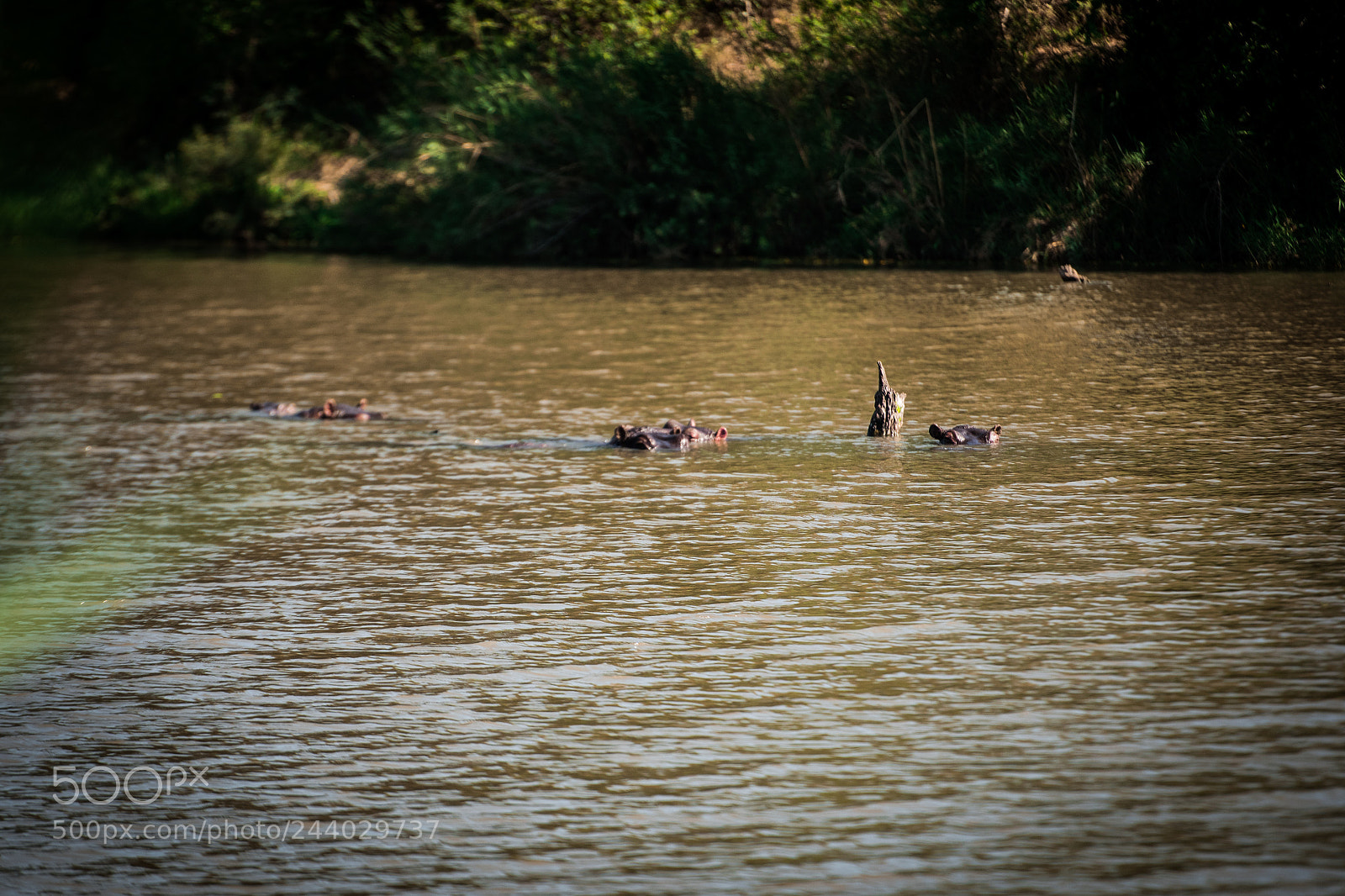 Nikon D810 sample photo. Africa do sul-165.jpg photography