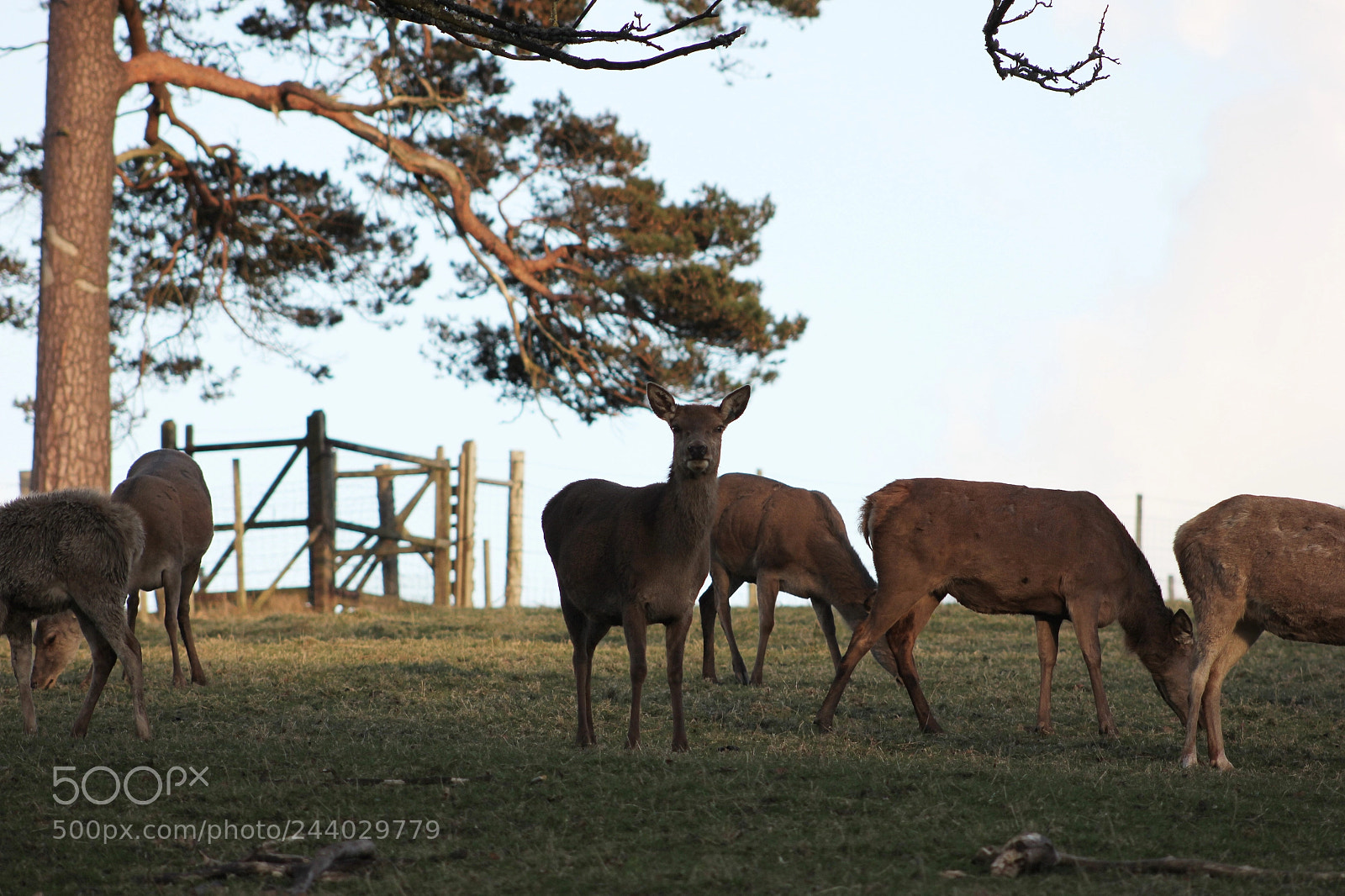 Canon EOS 550D (EOS Rebel T2i / EOS Kiss X4) sample photo. Deer photography