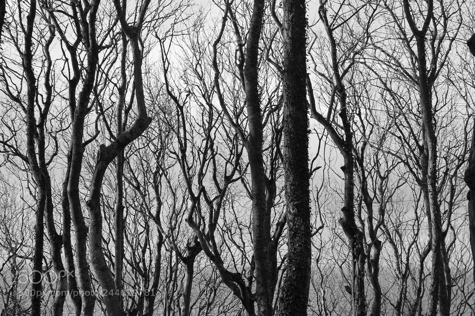 Canon EOS 550D (EOS Rebel T2i / EOS Kiss X4) sample photo. Trees photography