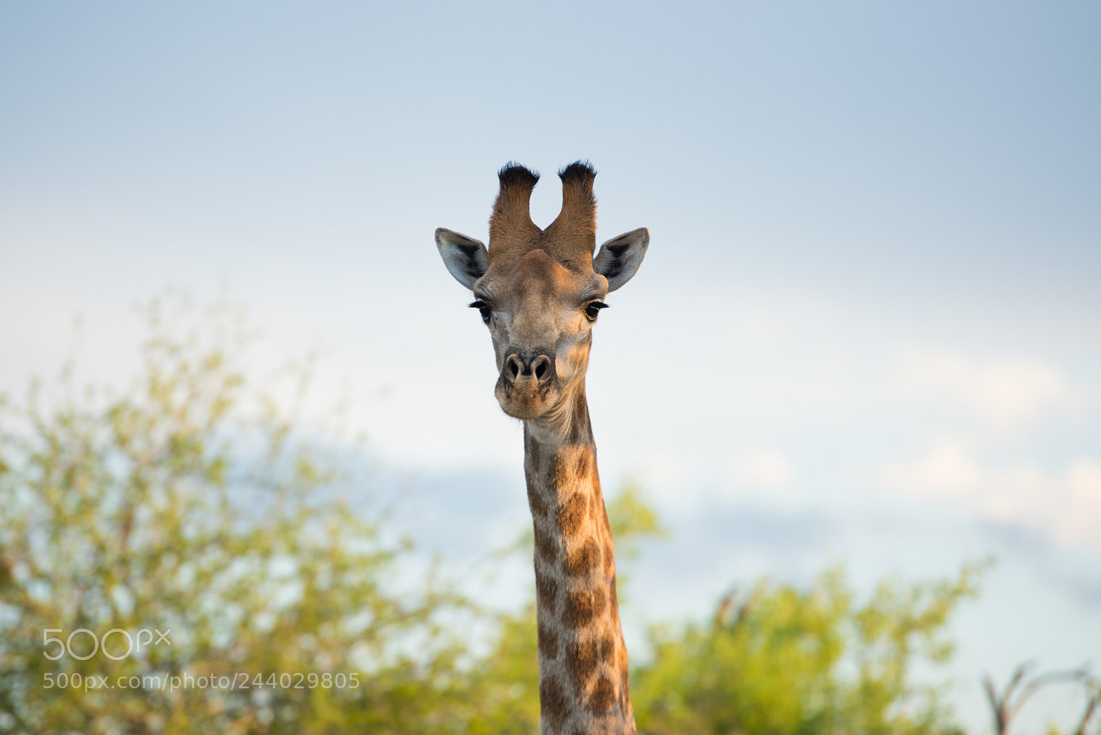 Nikon D810 sample photo. Africa do sul-118.jpg photography