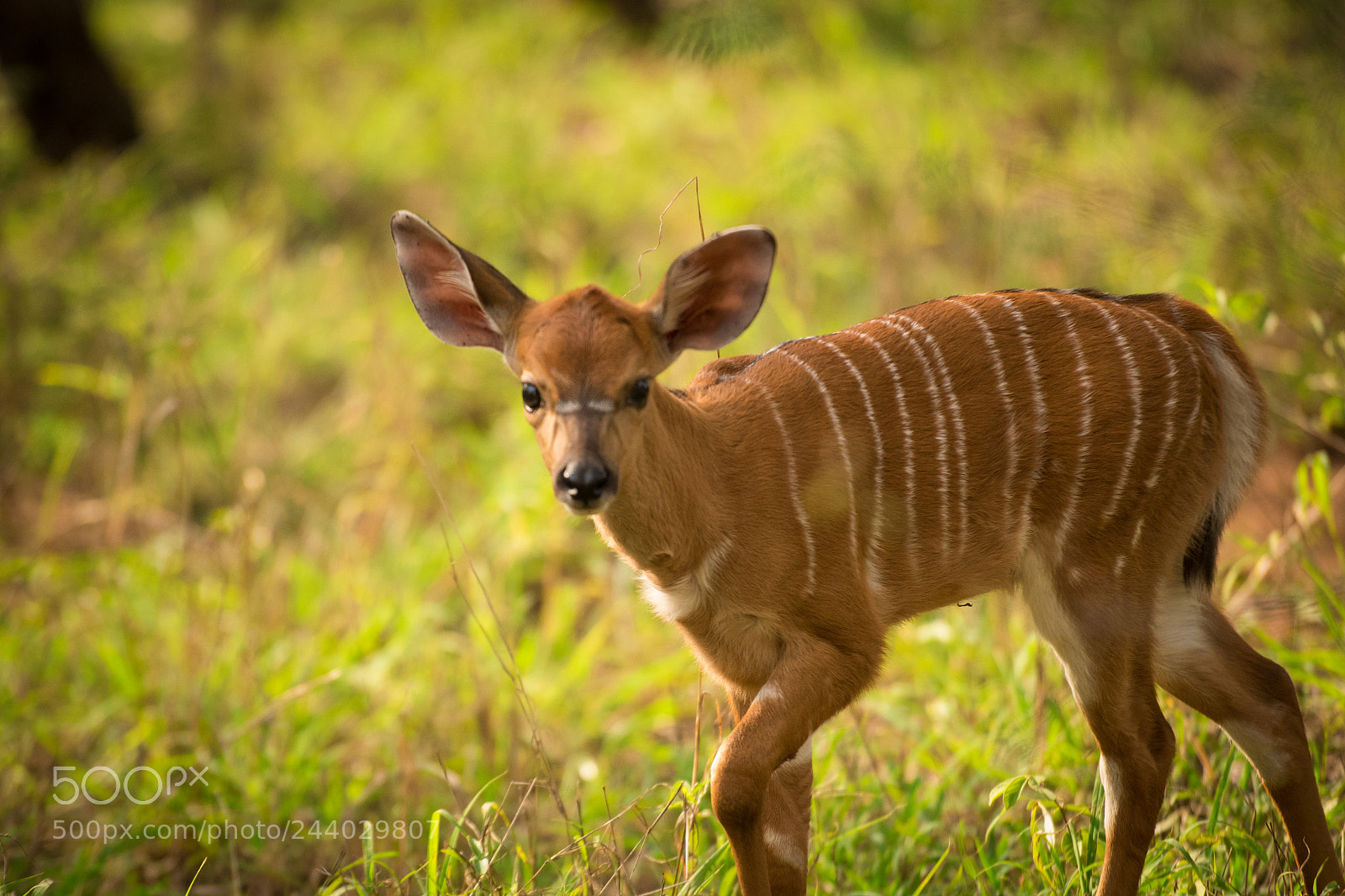 Nikon D810 sample photo. Africa do sul-5.jpg photography