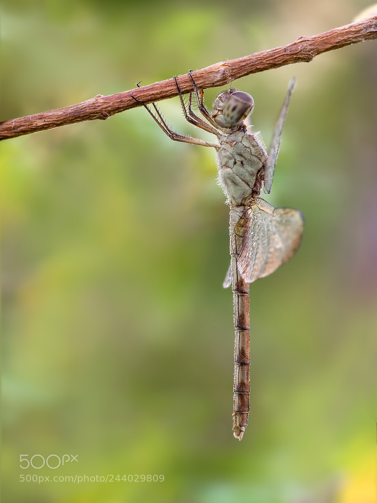 Olympus OM-D E-M1 sample photo. Band-winged dragonlet (erythrodiplax umbrata) photography