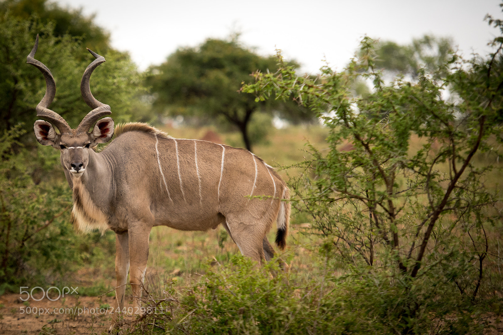 Nikon D810 sample photo. Africa do sul-81.jpg photography