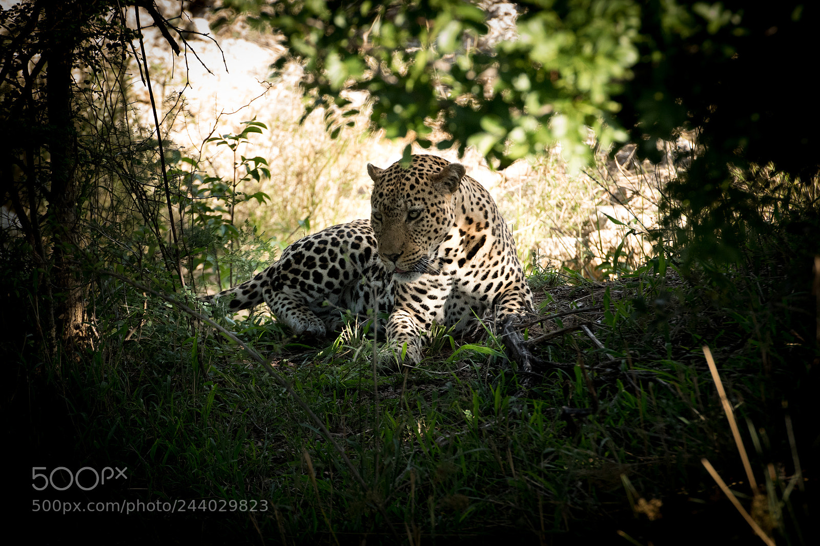 Nikon D810 sample photo. Africa do sul-100.jpg photography
