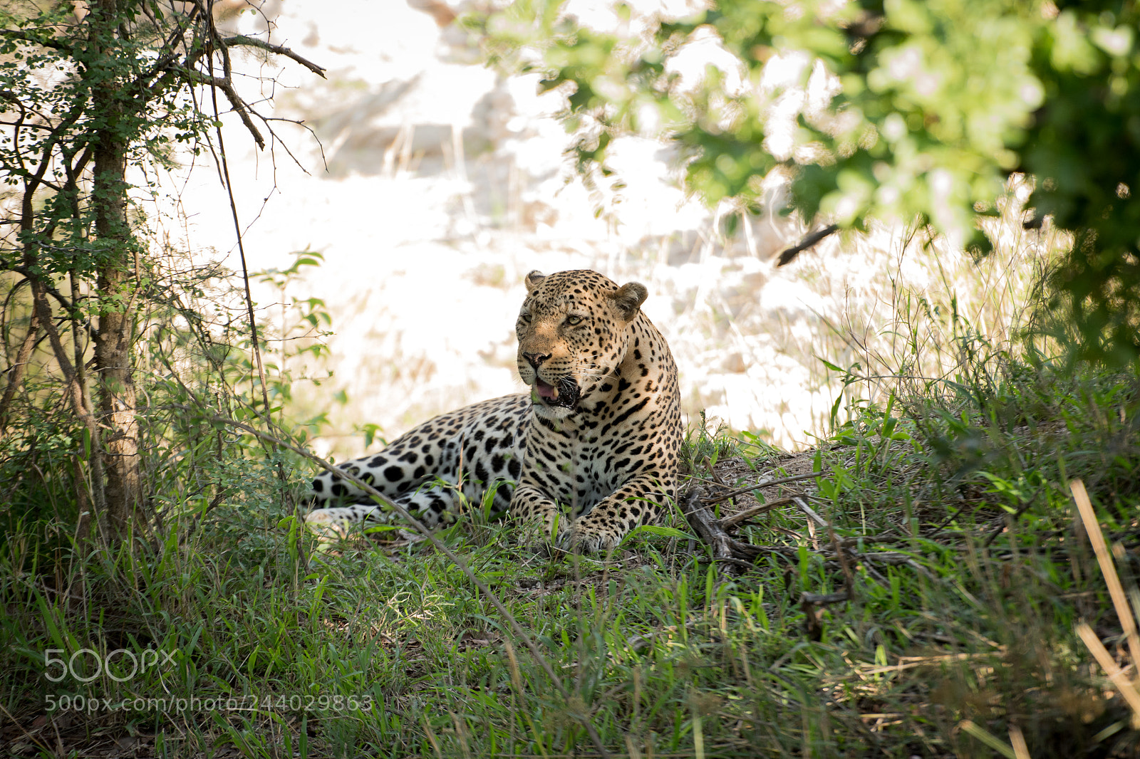 Nikon D810 sample photo. Africa do sul-106.jpg photography