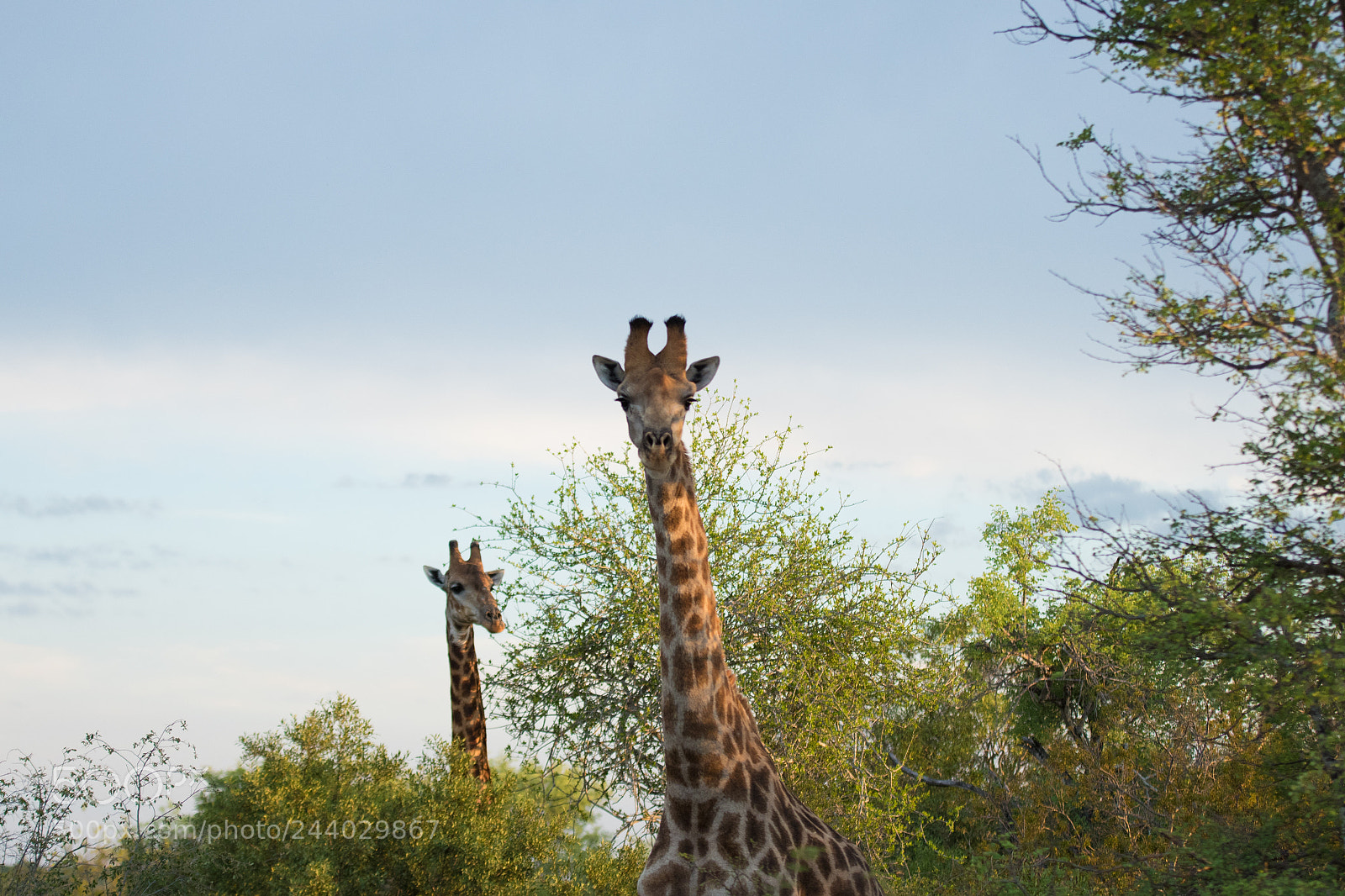 Nikon D810 sample photo. Africa do sul-116.jpg photography