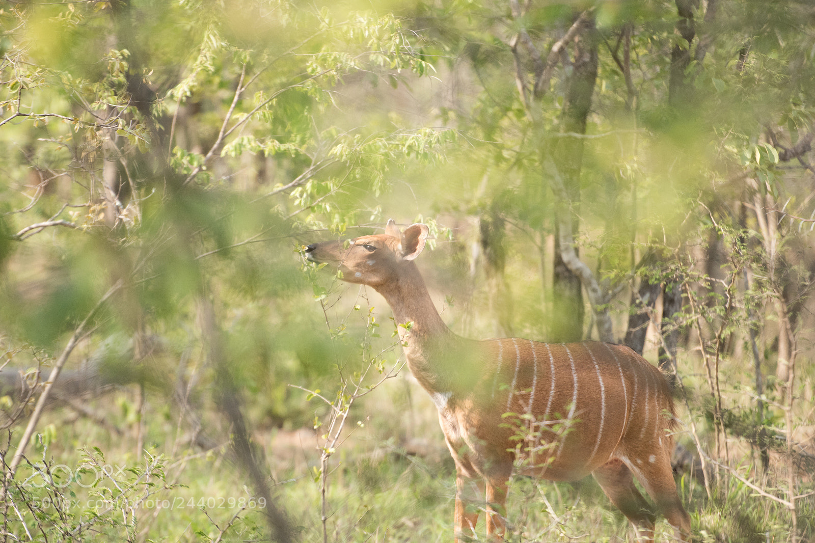 Nikon D810 sample photo. Africa do sul-1.jpg photography