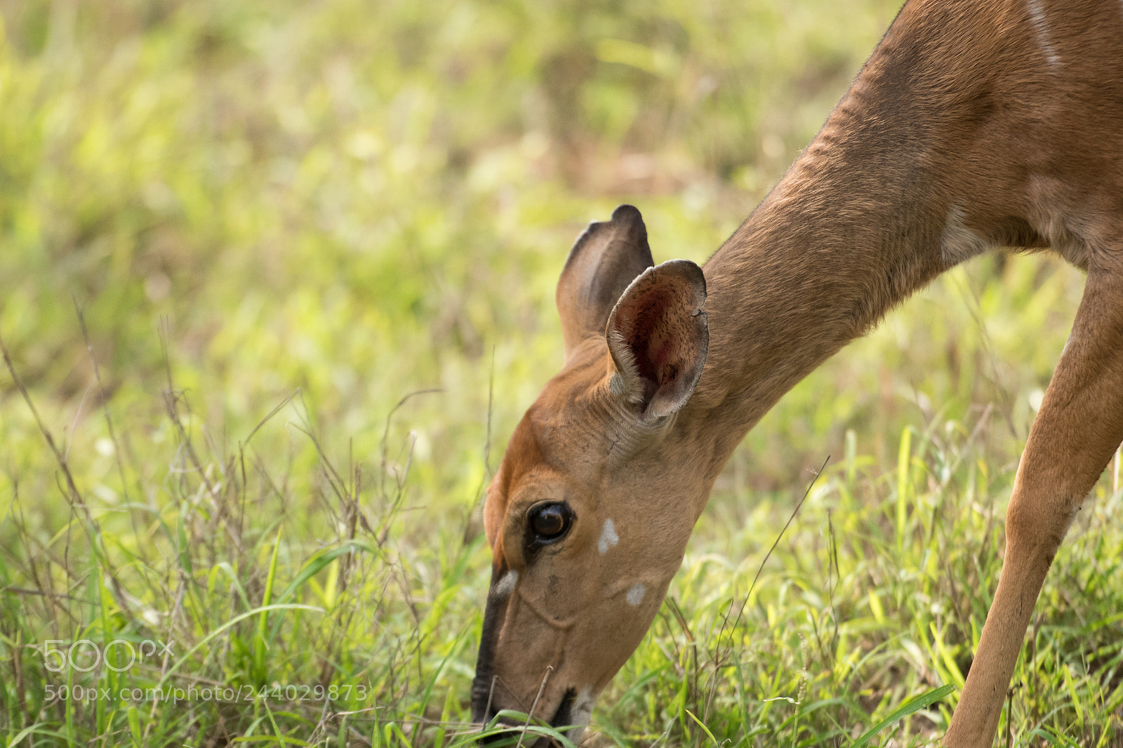 Nikon D810 sample photo. Africa do sul-3.jpg photography