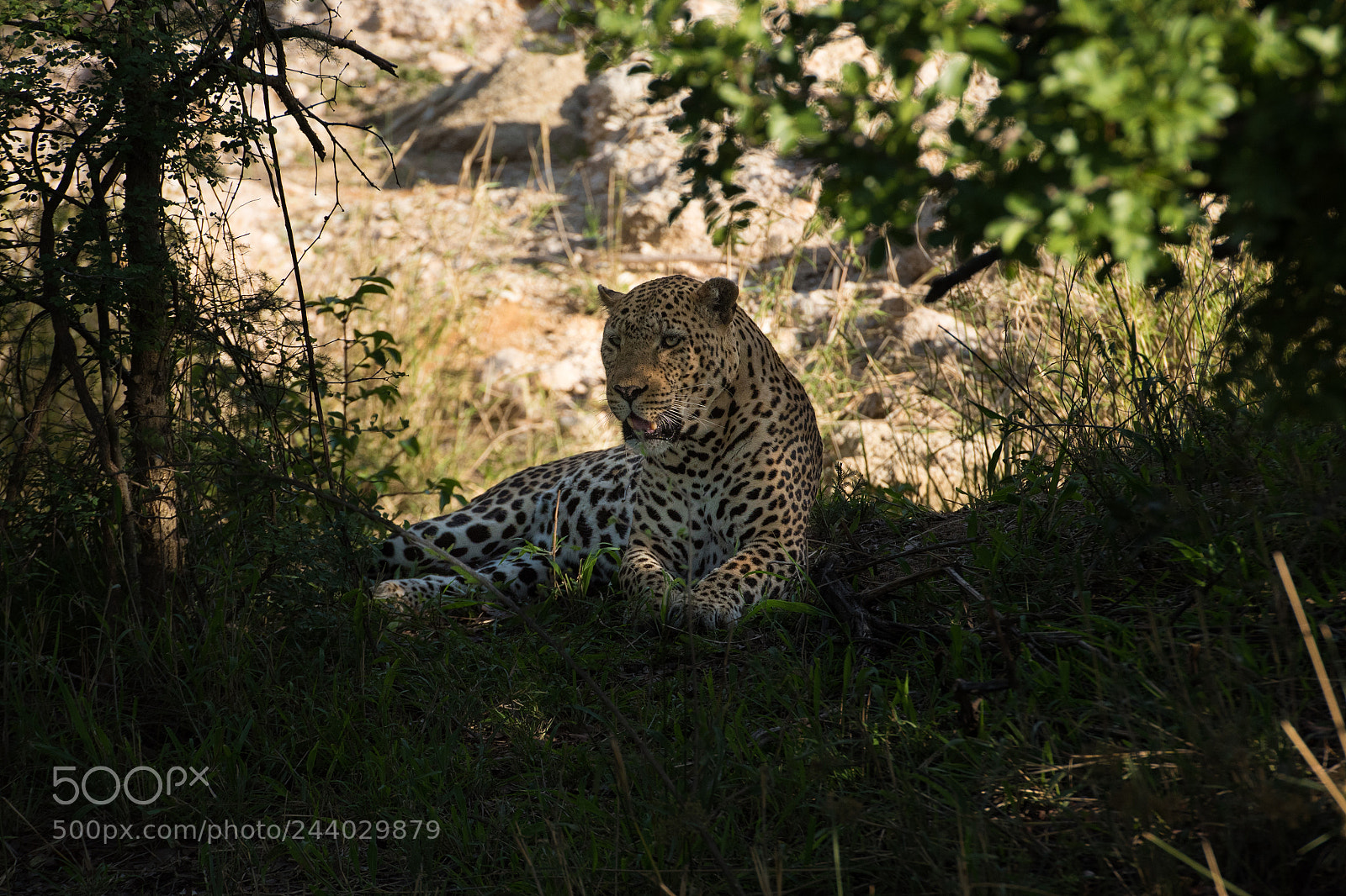 Nikon D810 sample photo. Africa do sul-105.jpg photography