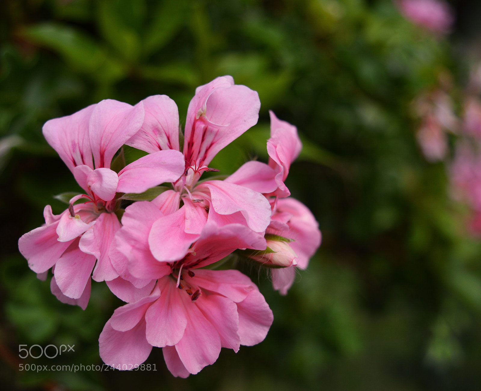 Nikon D3200 sample photo. Sink the pink photography
