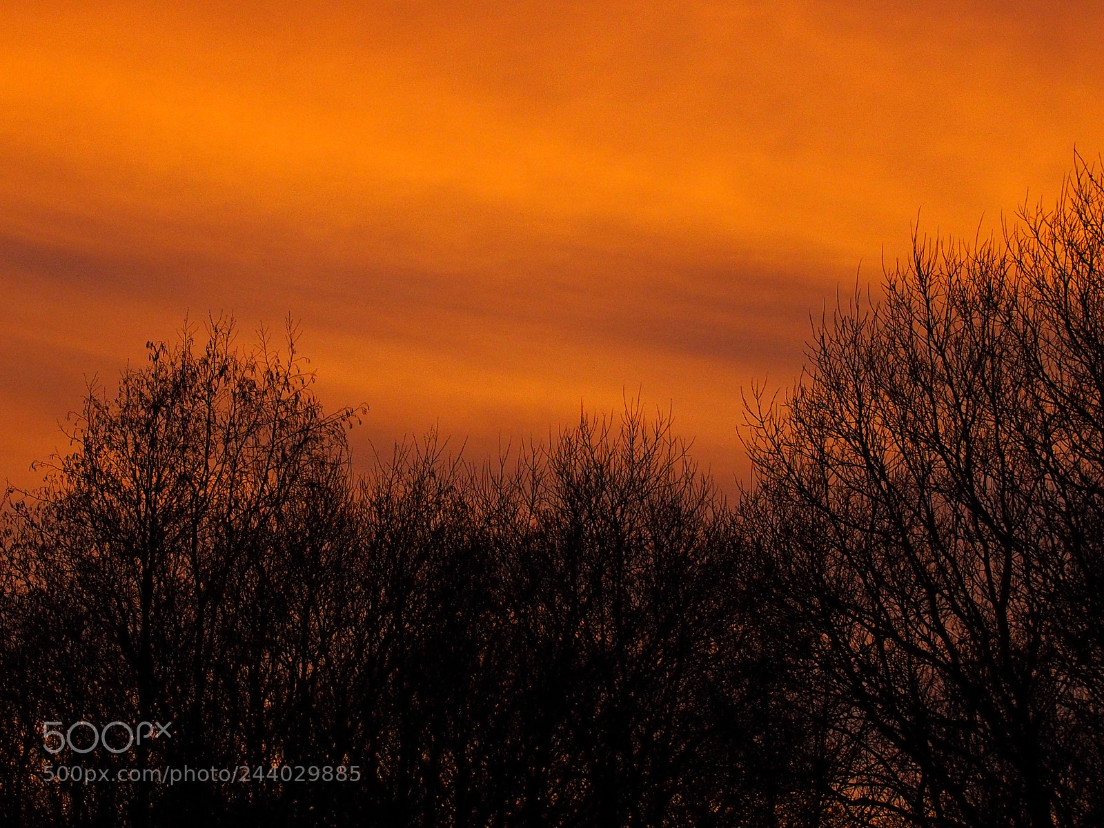 Olympus OM-D E-M5 sample photo. Orange photography