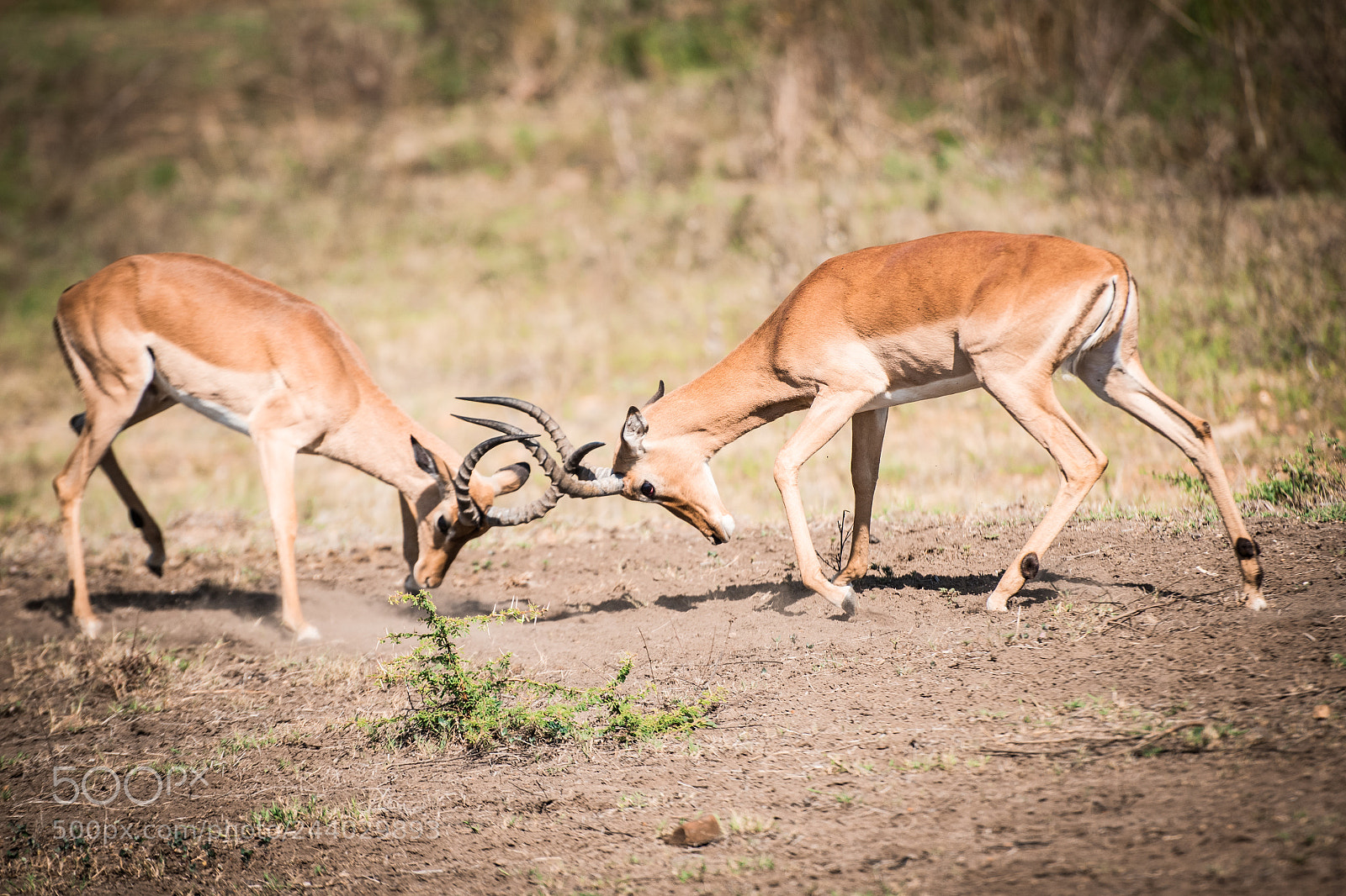 Nikon D810 sample photo. Africa do sul-171.jpg photography