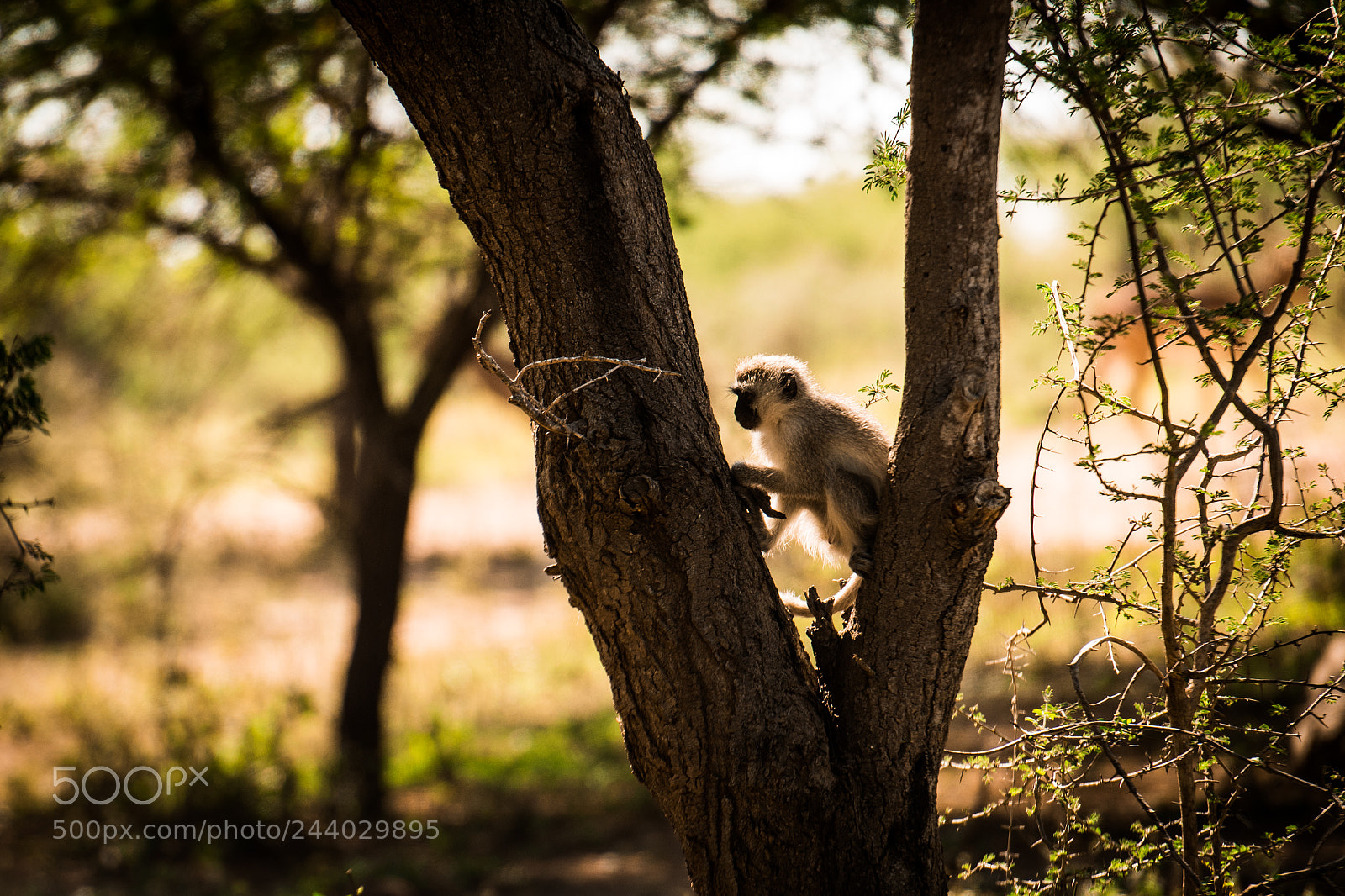 Nikon D810 sample photo. Africa do sul-169.jpg photography